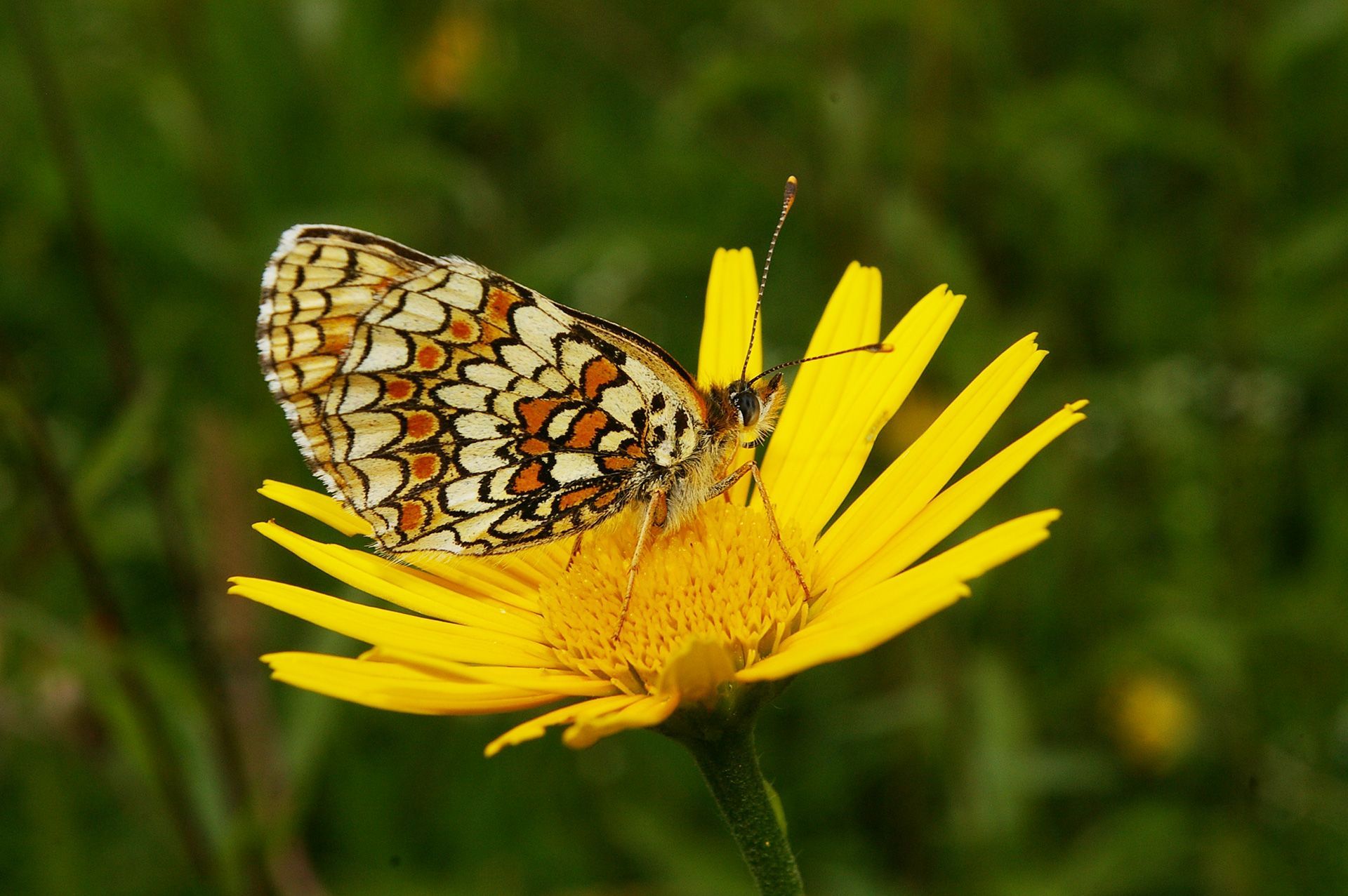 Flockenblumen Scheckenfalter auf der Magerwiese