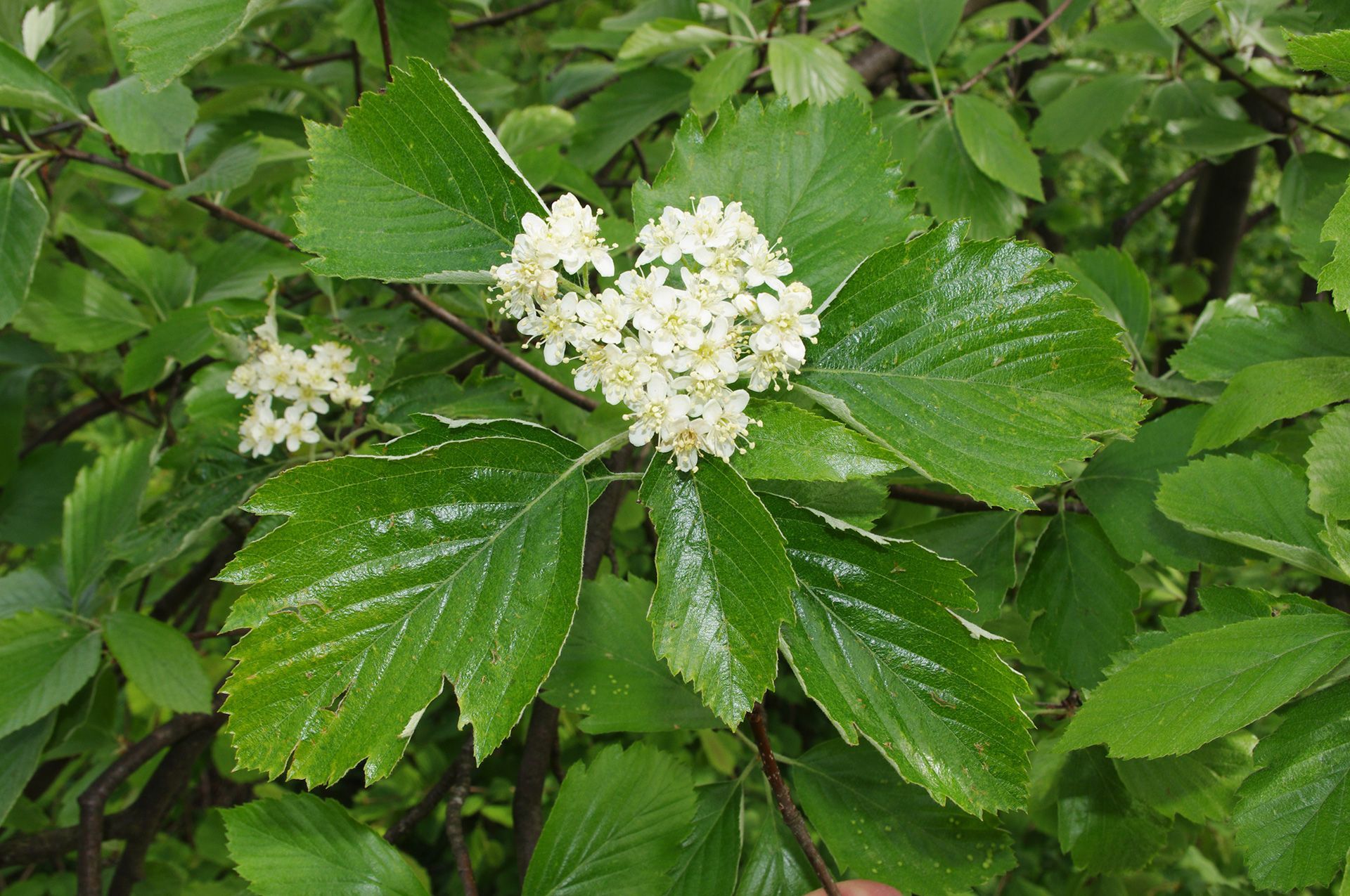 Mehlbeere