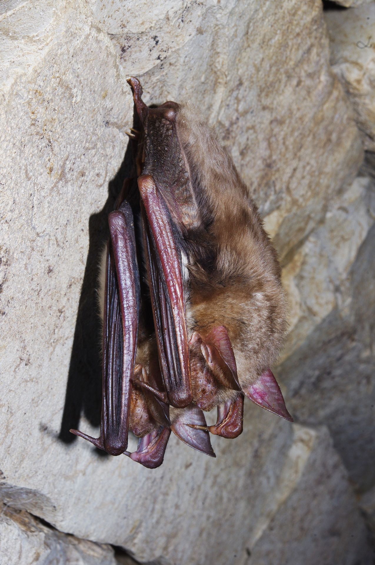 Großes Mausohr im Drügendorfer Keller