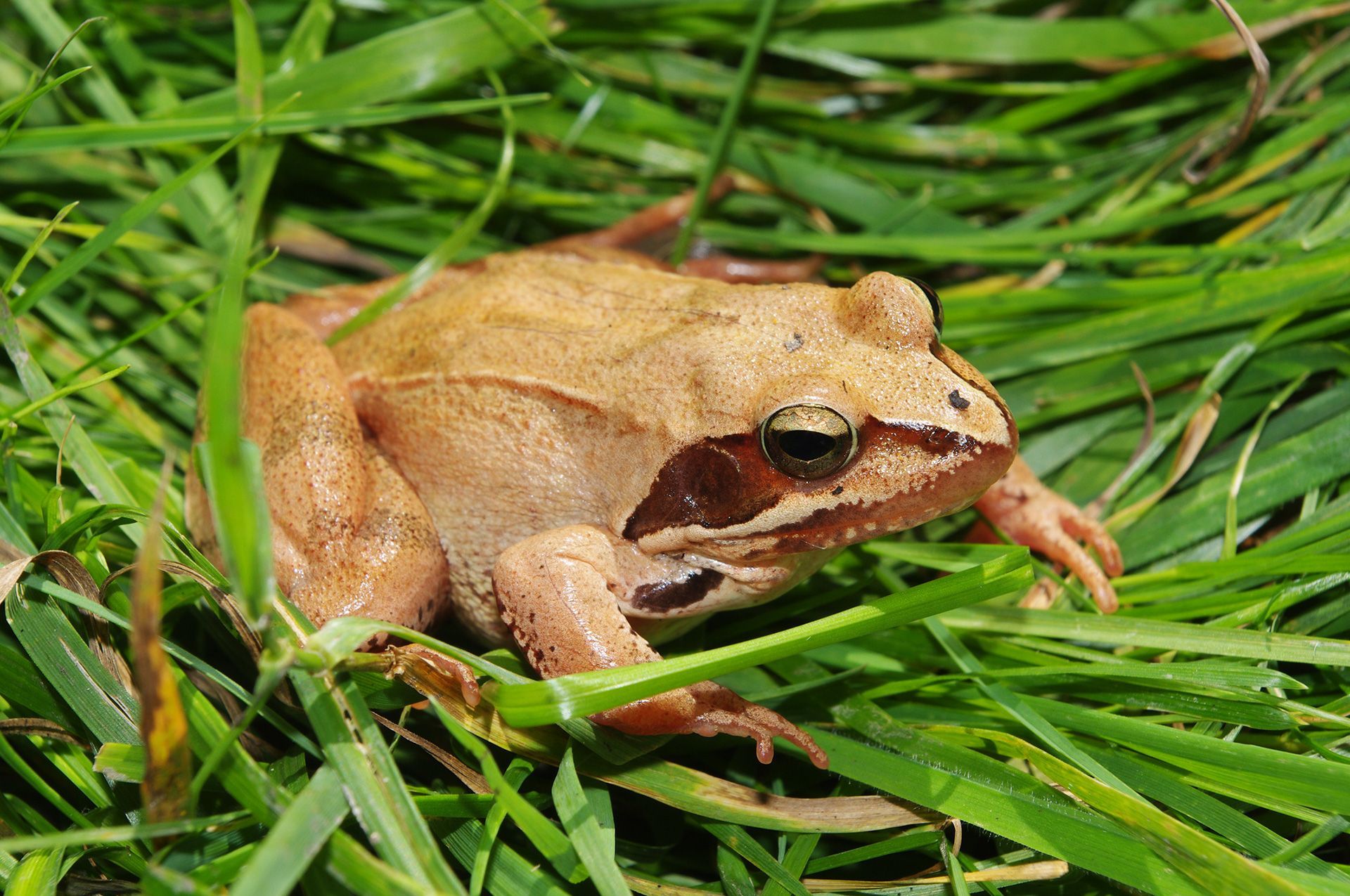 Grasfrosch im Landkreis Forchheim