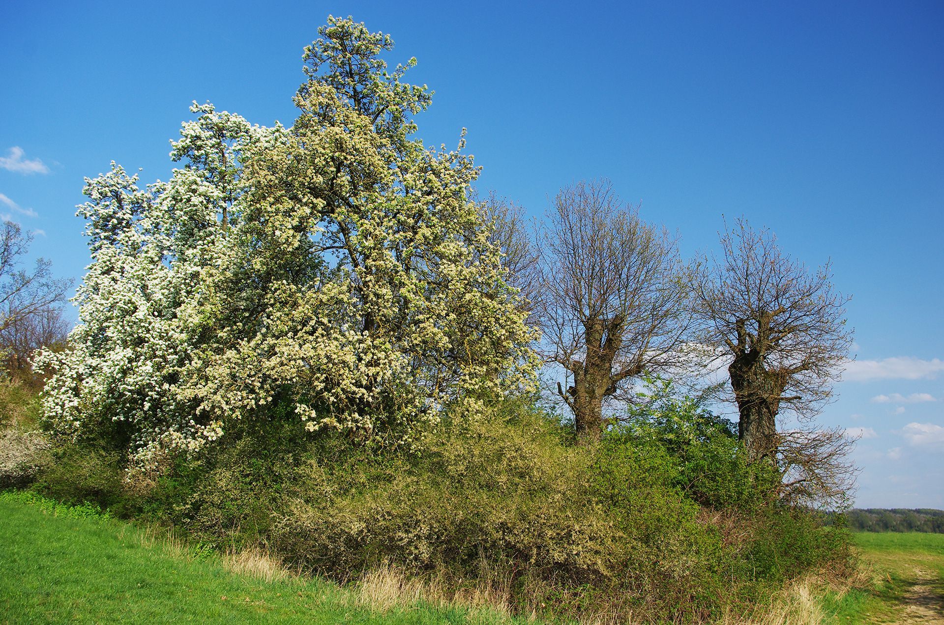 Hecken und Feldgehölze im Landkreis Forchheim