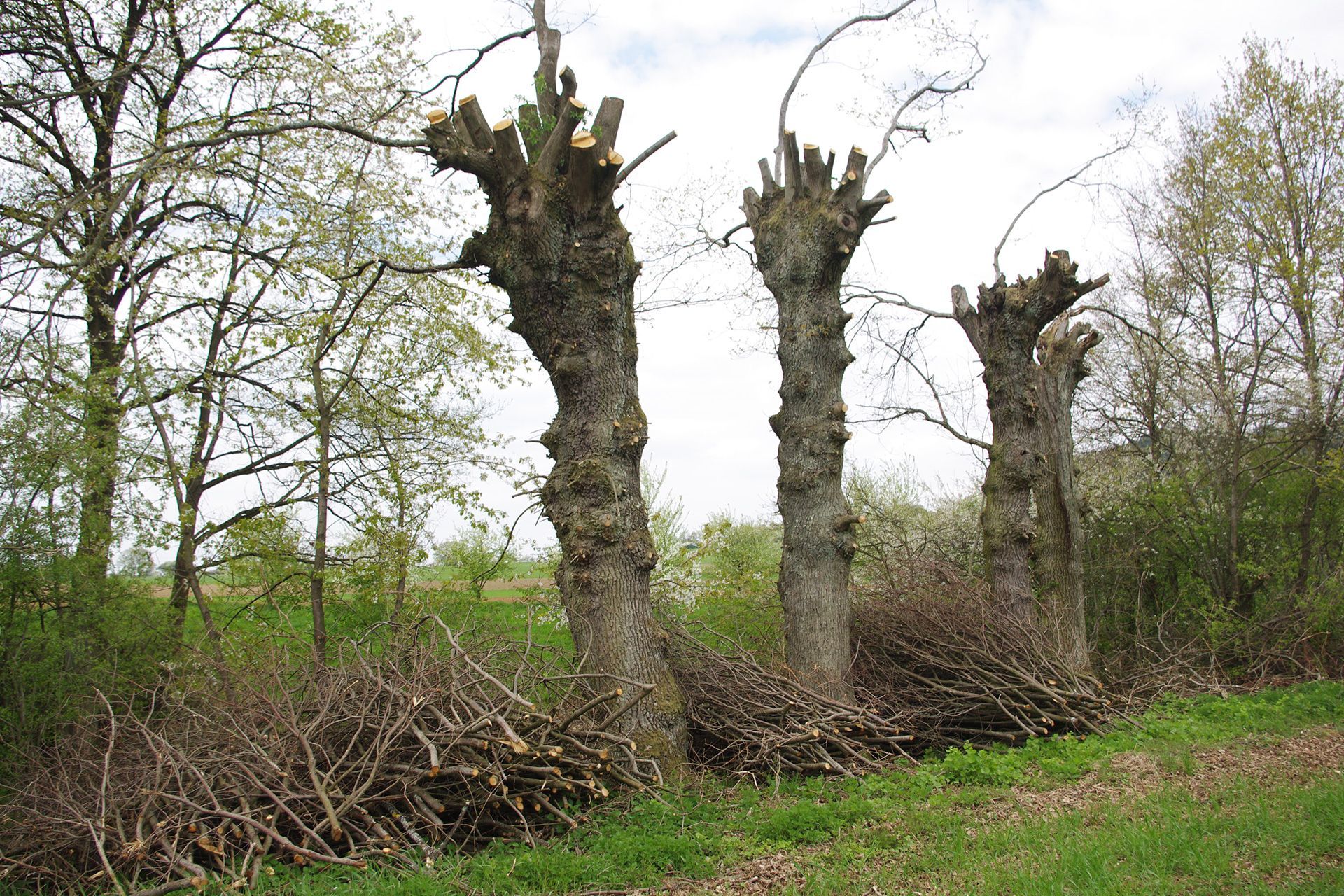 Kopfeichenland am Hetzleser Berg