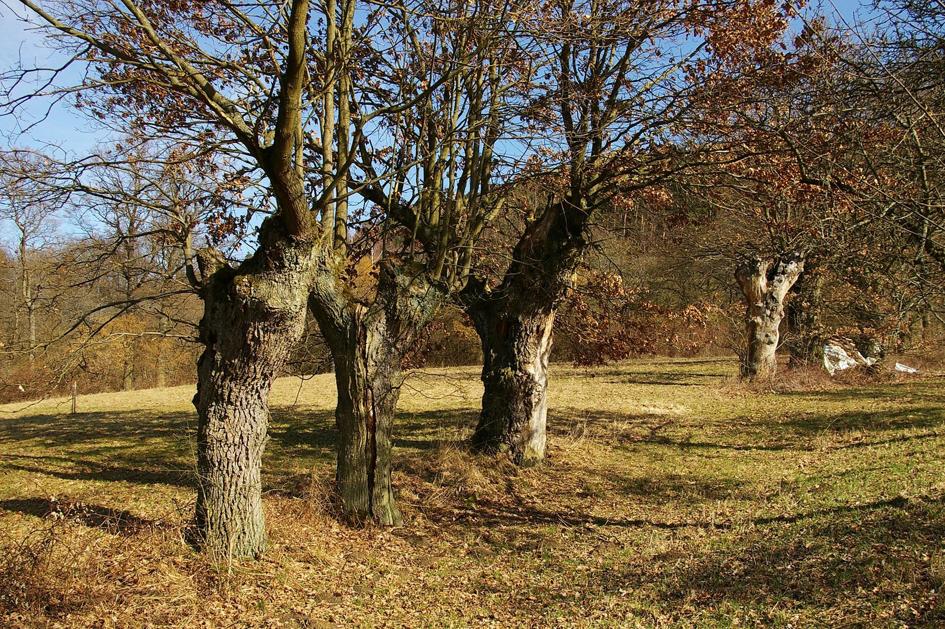Biotopbäume im Landkreis Forchheim