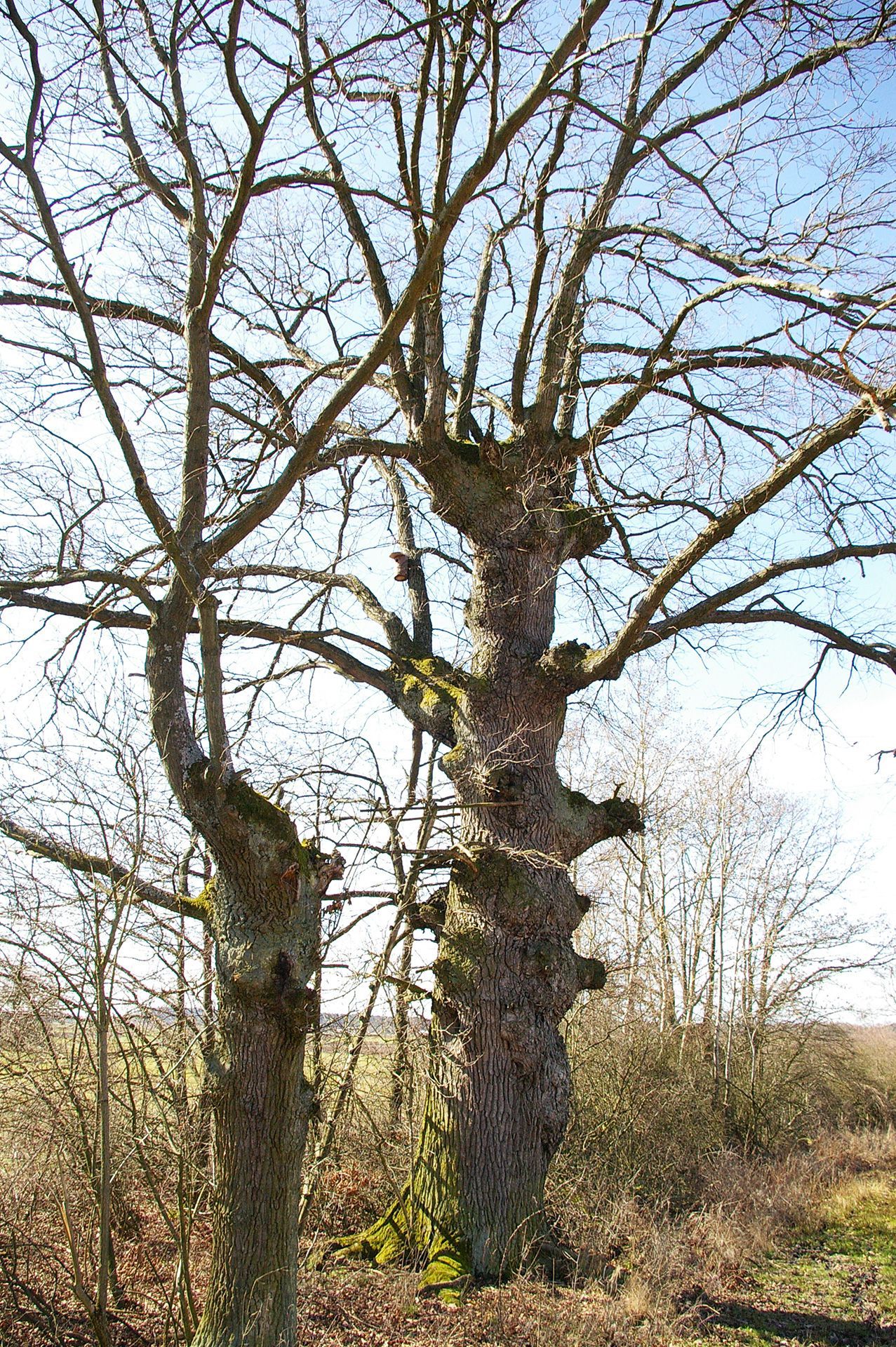 Hetzleser Berg - KopfeichenLand