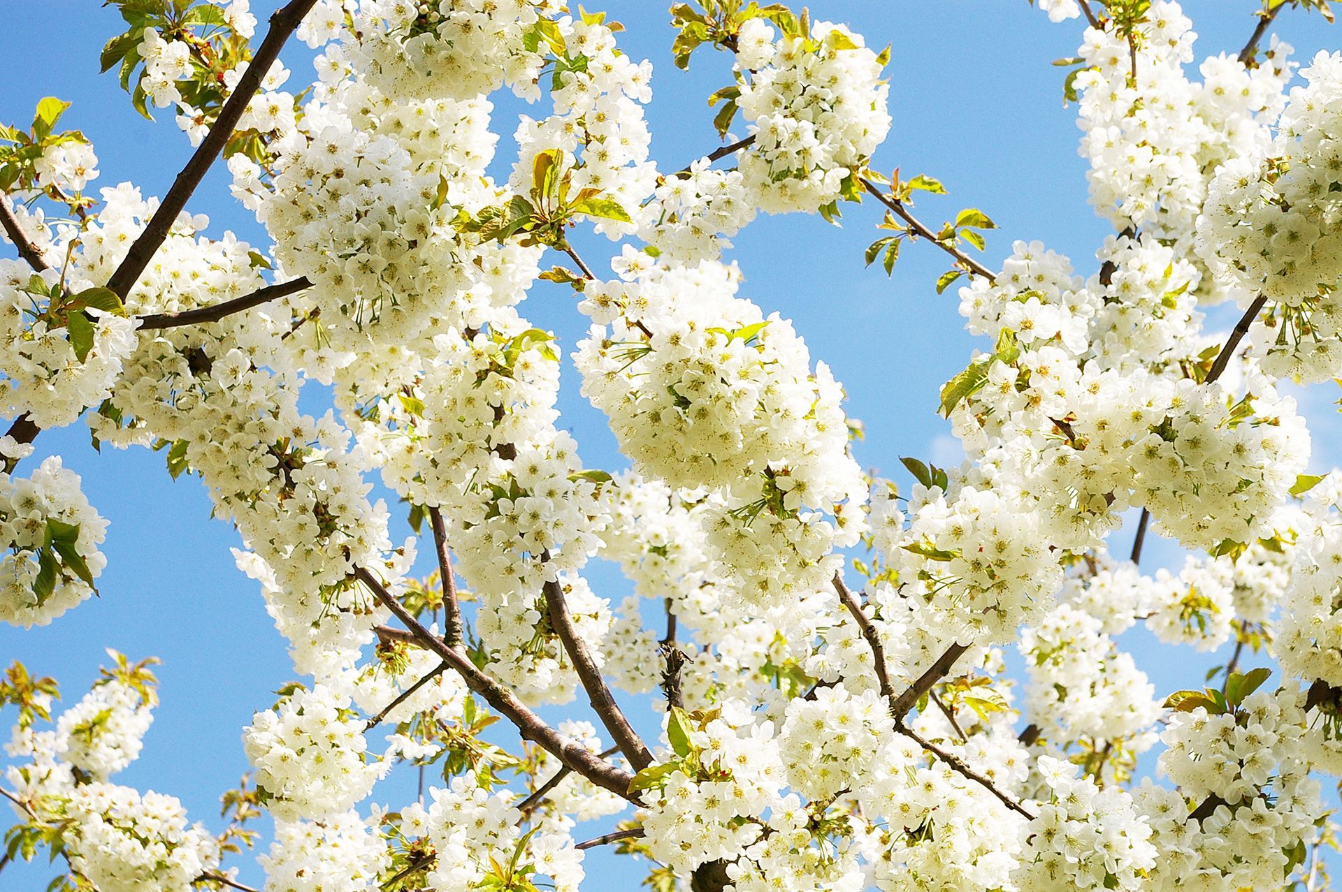 Streuobstwiesen in der Blüte