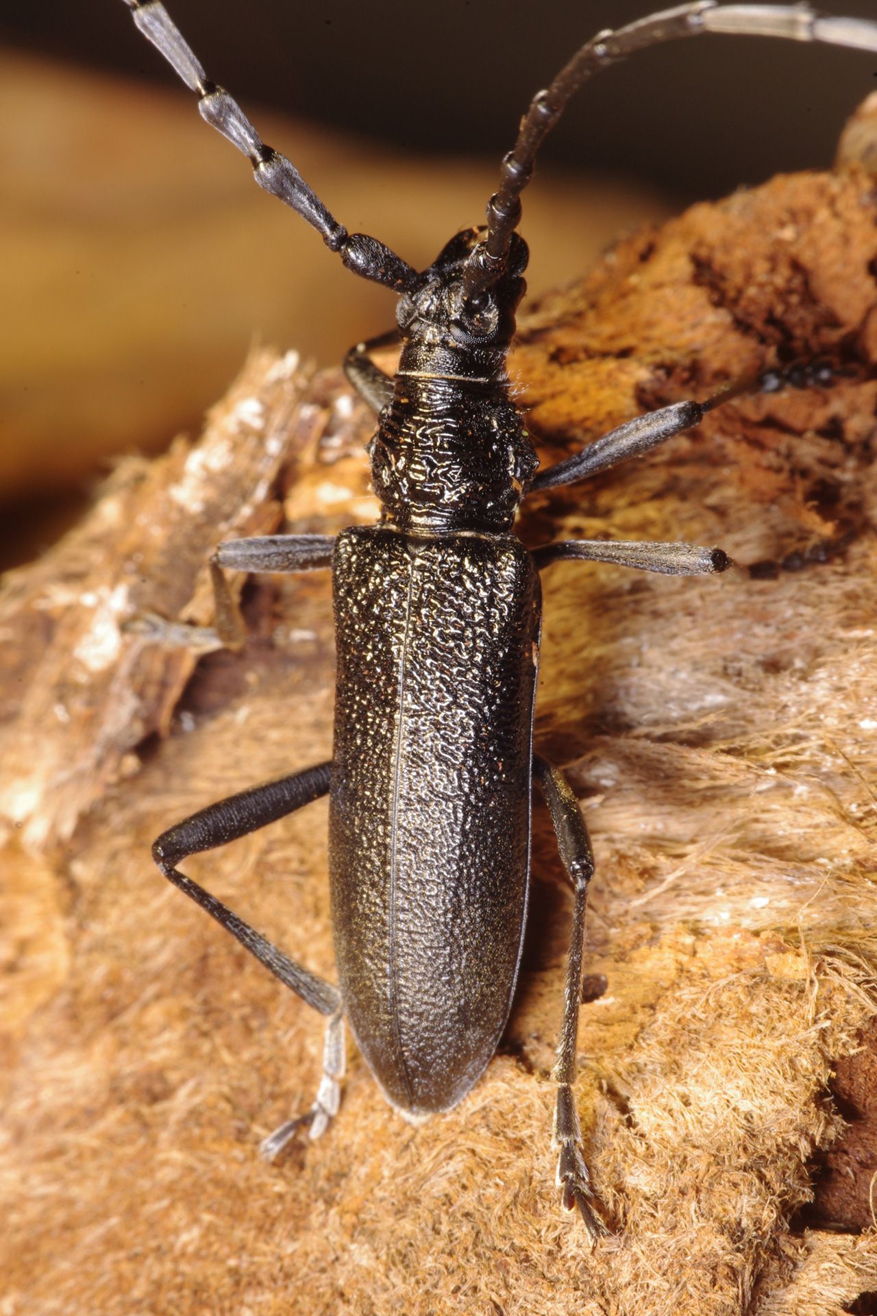 Kleiner Eichenbock im Biotopbaum im Landkreis Forchheim