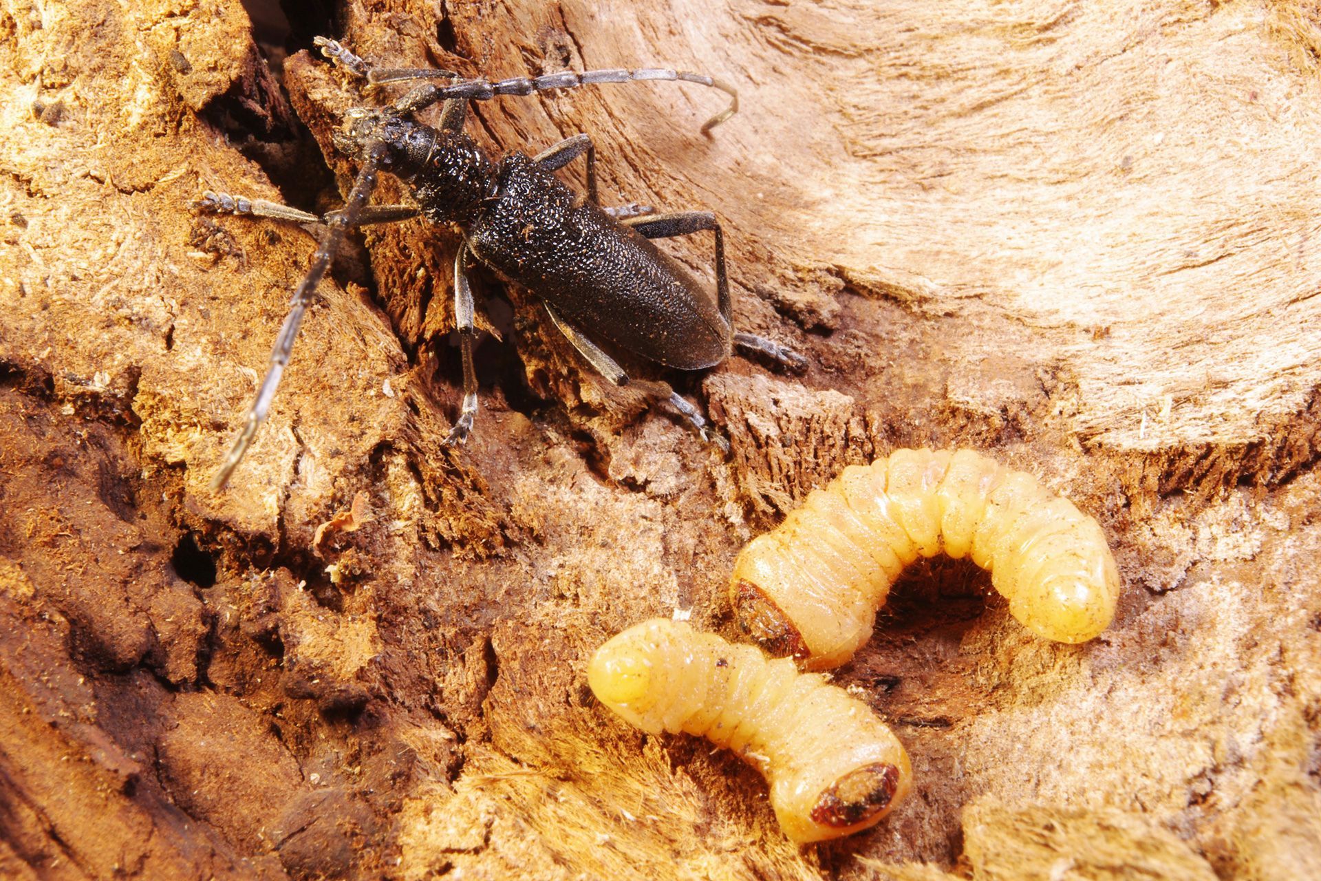 Kleiner Eichenheldbock in Nieder- und Mittelwälder