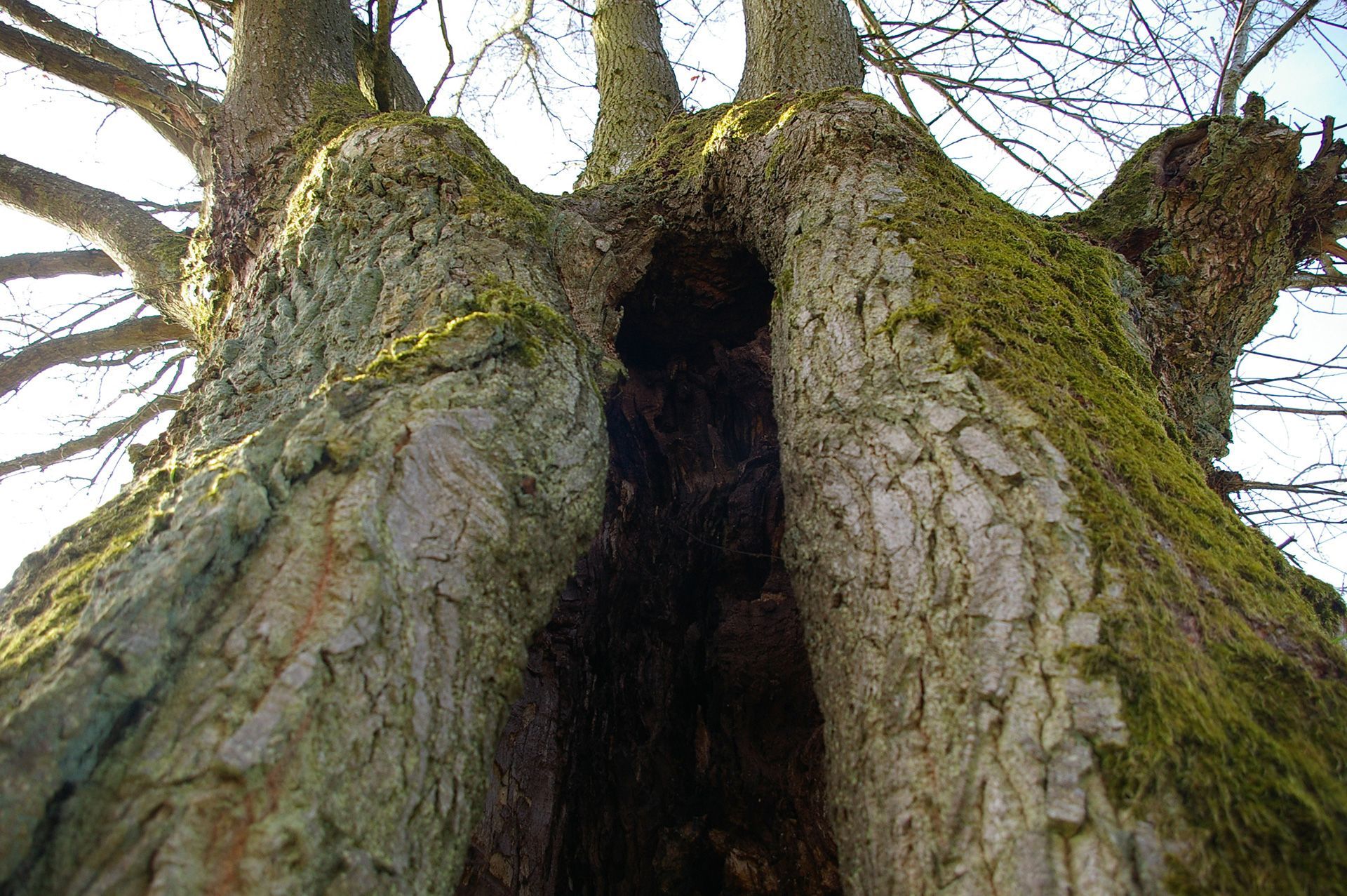 Kopfeichen einer der Biotopbäume im Landkreis Forchheim