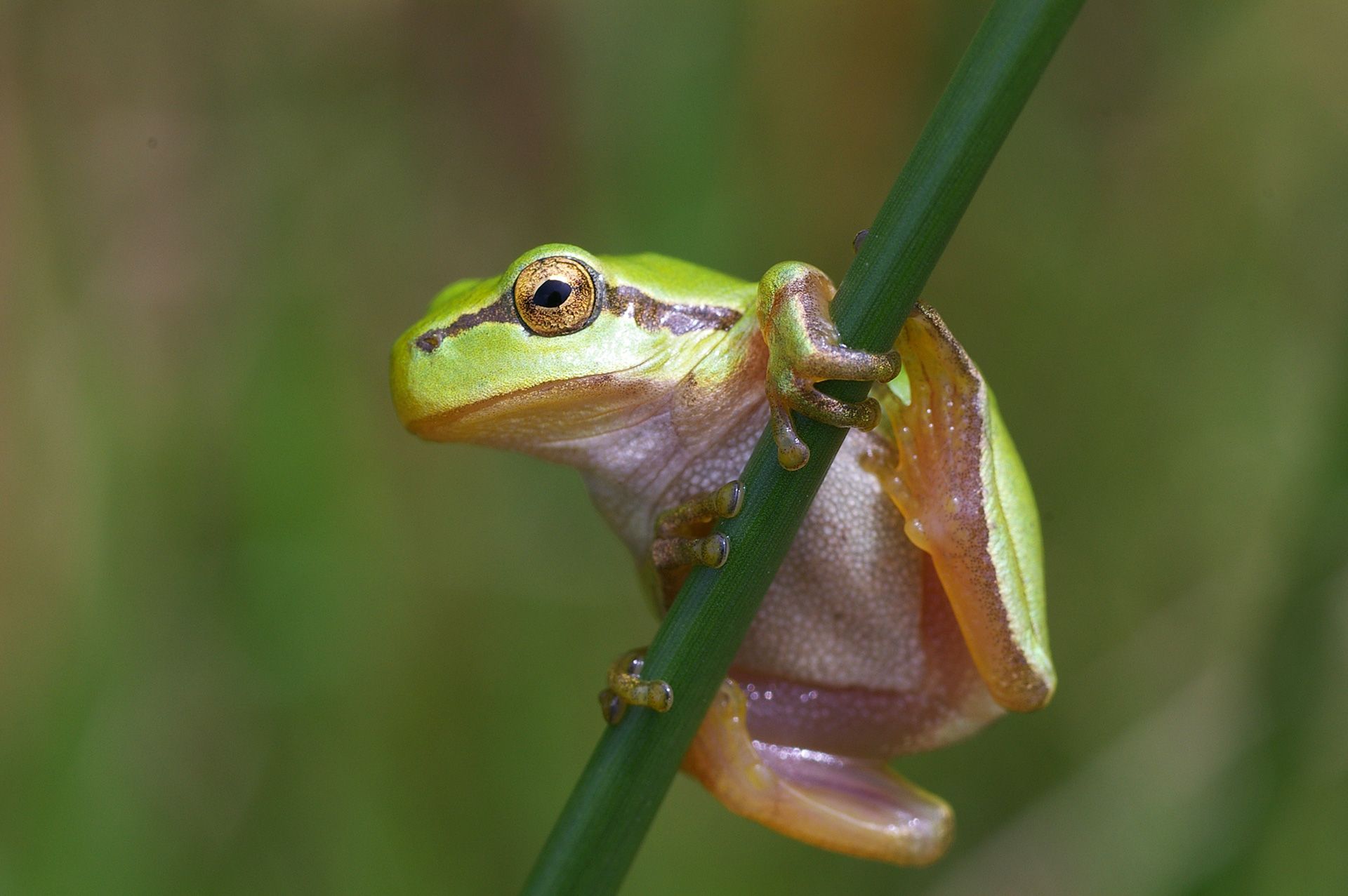 Laubfrosch im Schwarzweiher Landkreis Forchheim