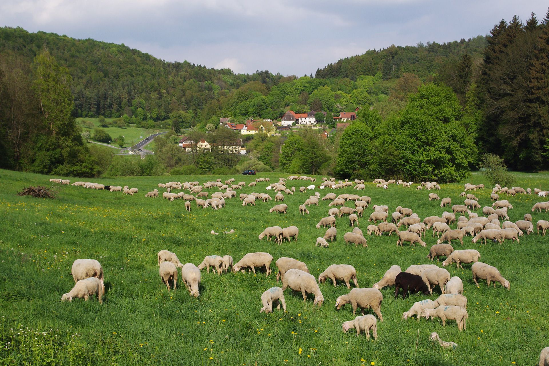 Schafherde auf Magerwiesen Magerwiesen im Landkreis Forchheim