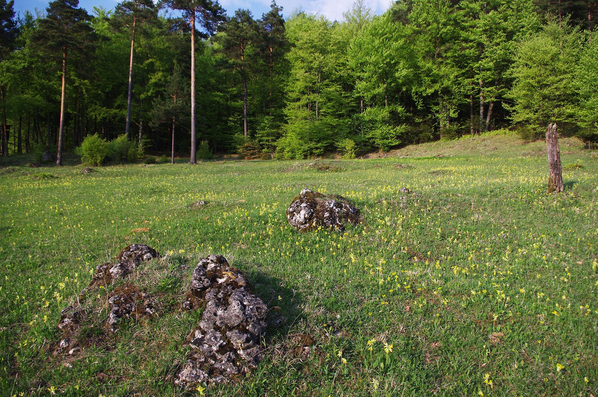 Magerwiesen im Landkreis Forchheim