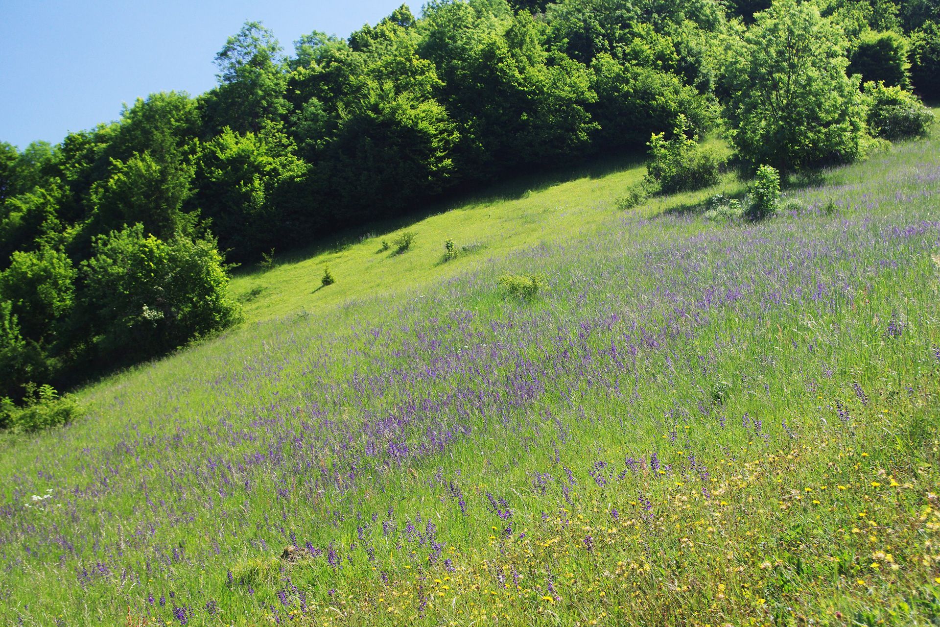 Magerwiesen im Landkreis Forchheim