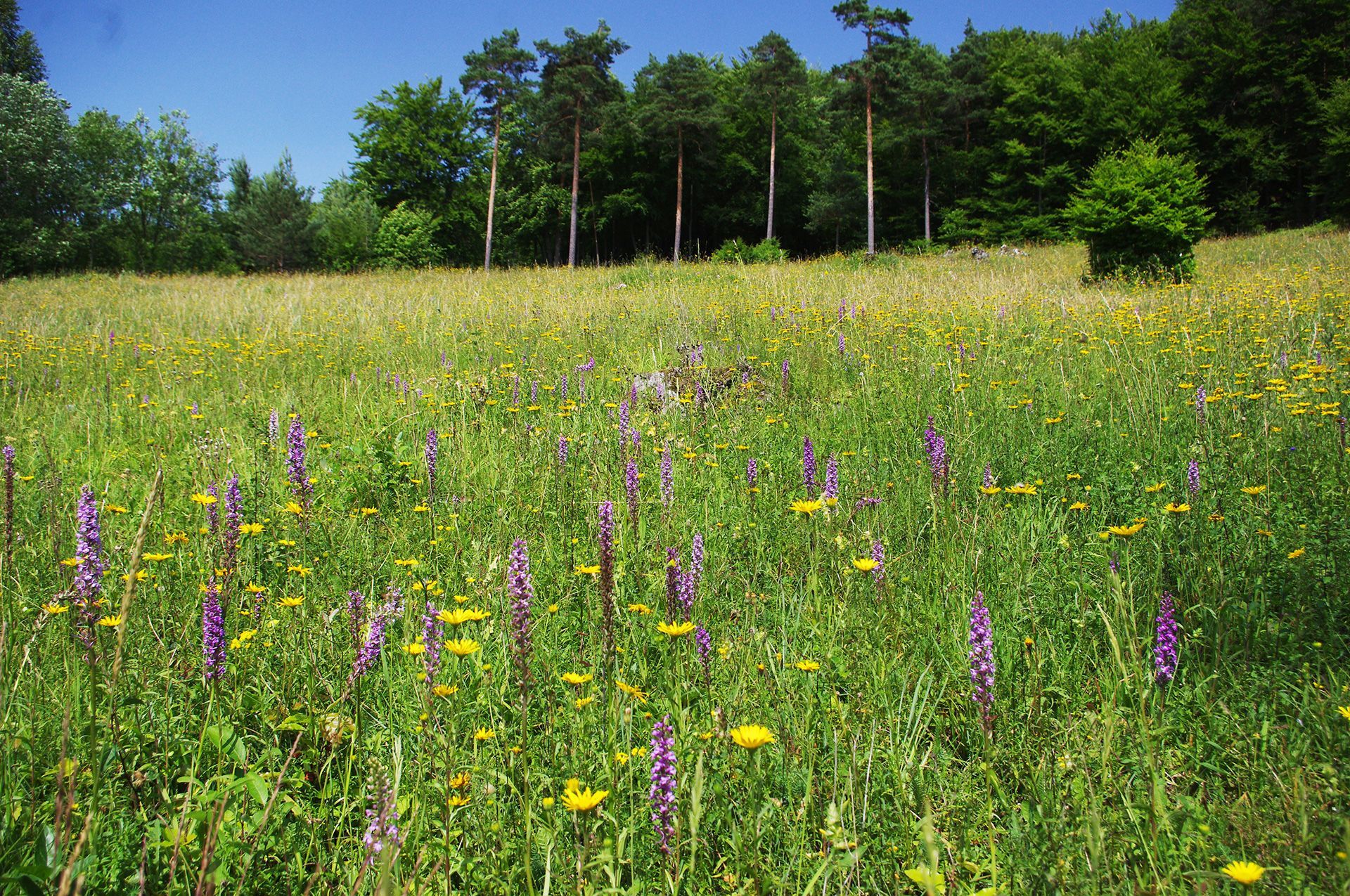 Magerwiesen im Landkreis Forchheim