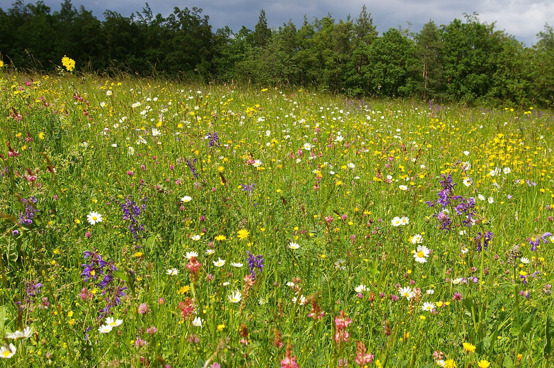 Magerwiesen im Landkreis Forchheim