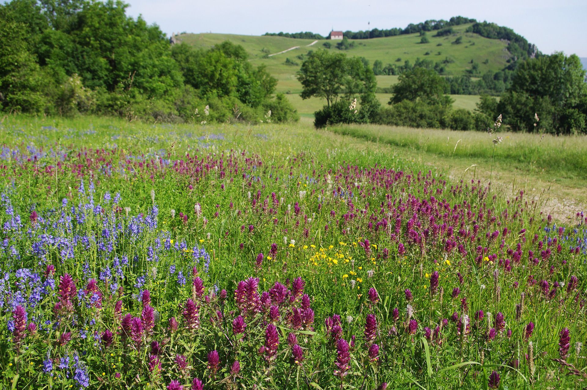 Magerrasen im Landkreis Forchheim