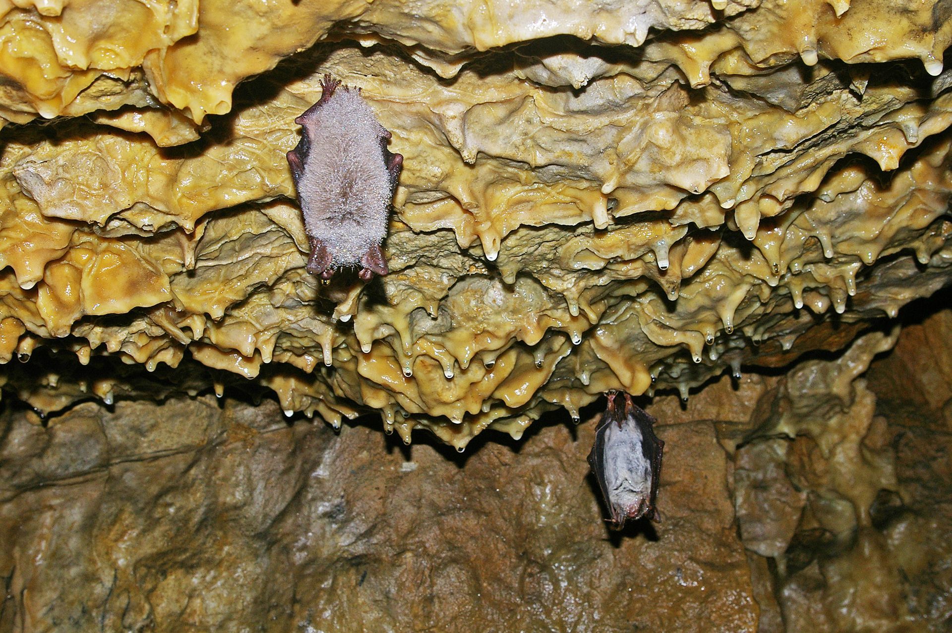 Großes Mausohr in der Rosenmüllerhöhle