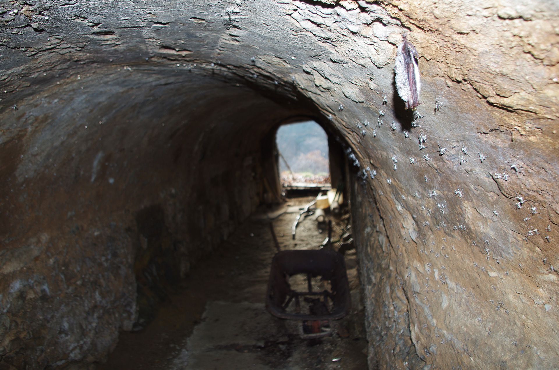 Mausohr in einem Keller