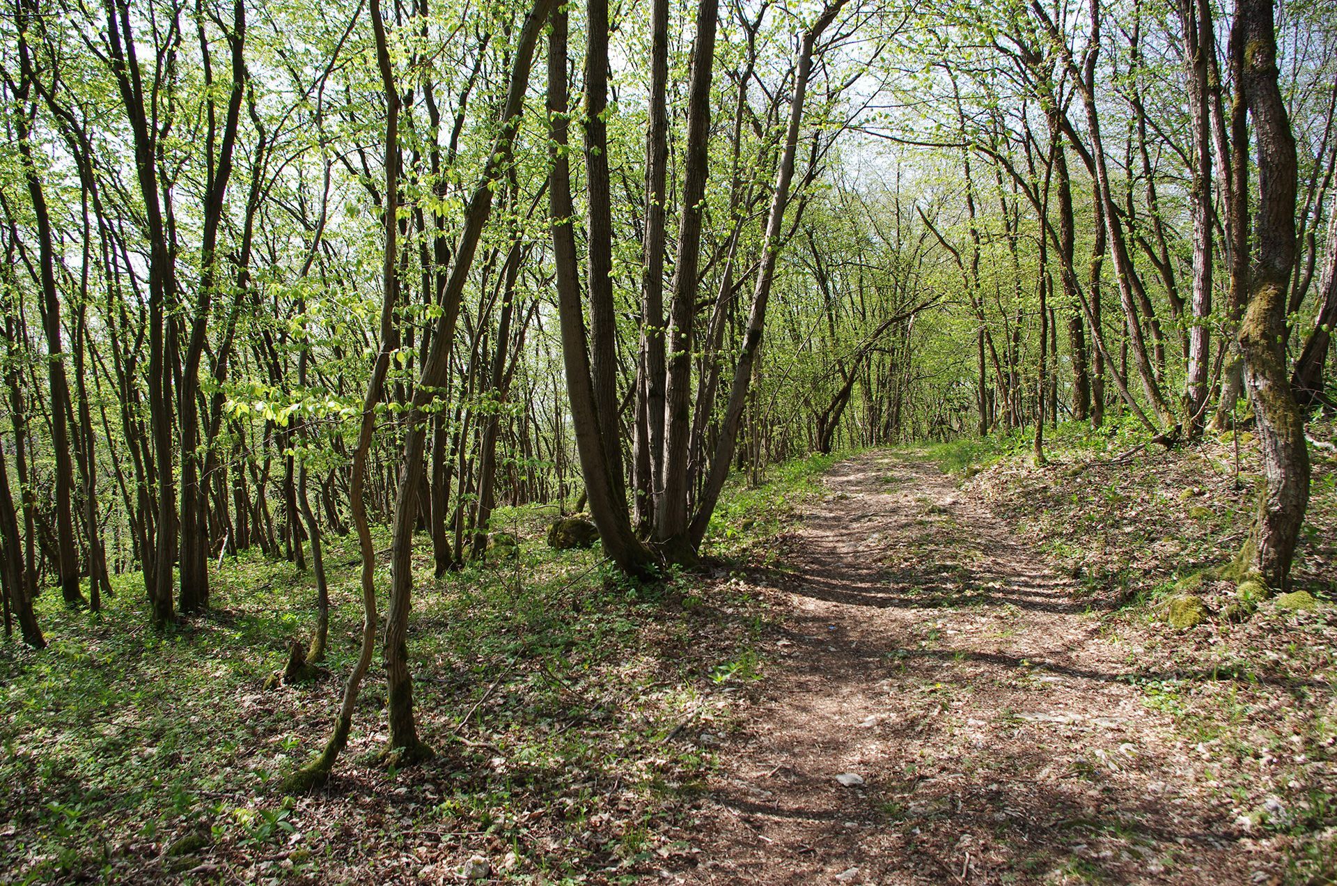 Nieder- und Mittelwälder in der Fränkischen Schweiz