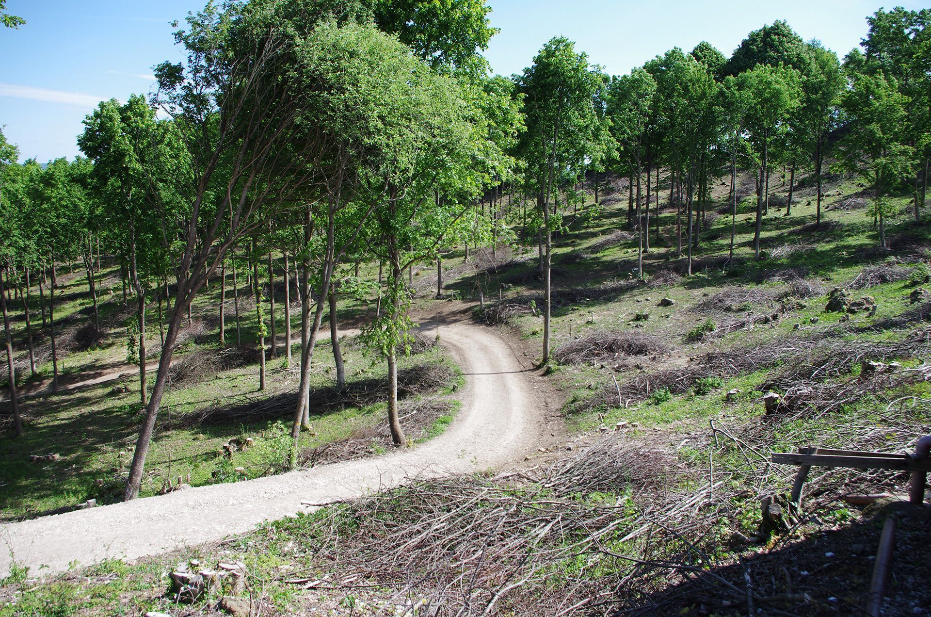 Nieder- und Mittelwälder im Landkreis Forchheim