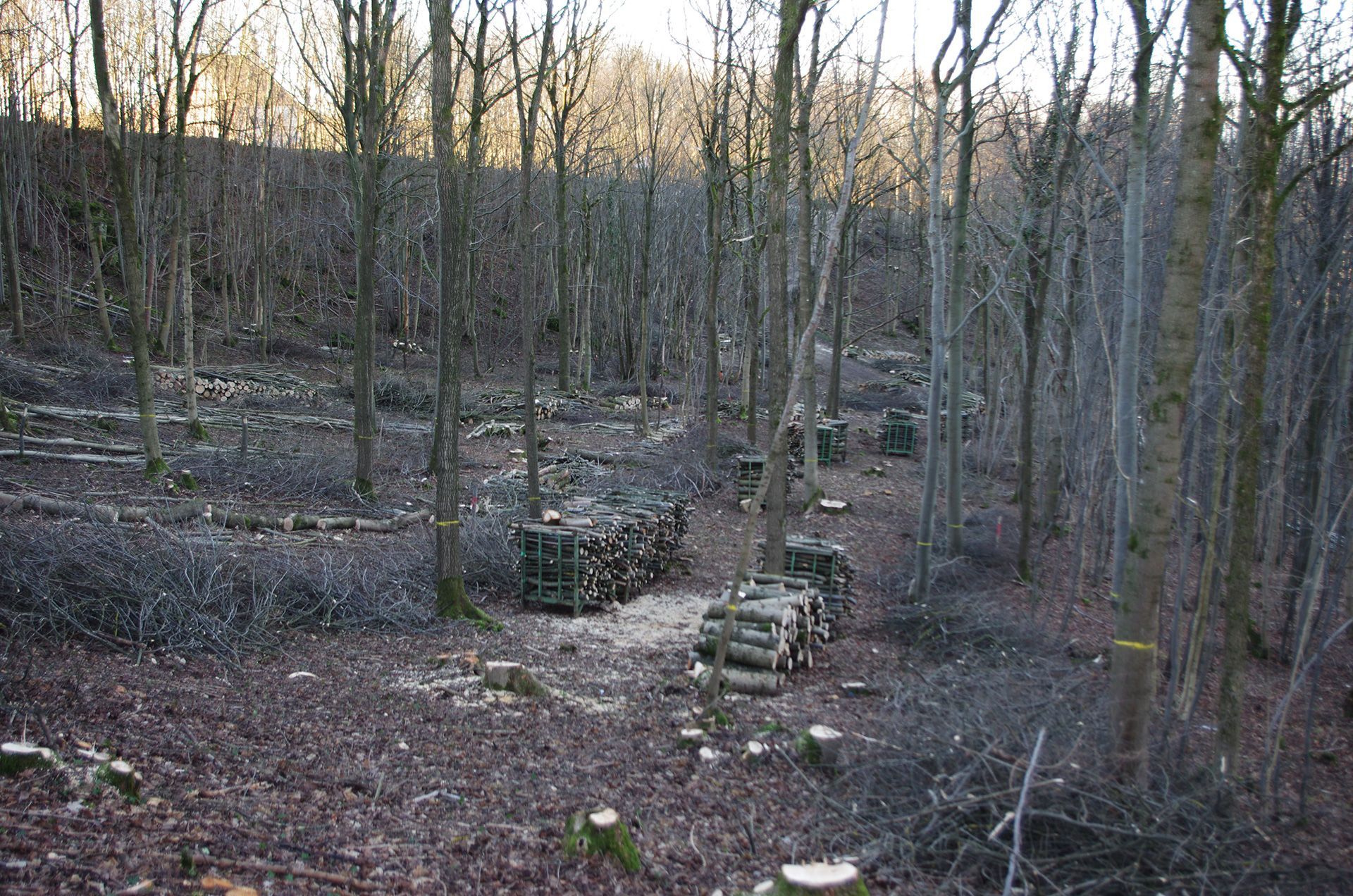 Niederwaldbewirtschaftung im Landkreis Forcheim