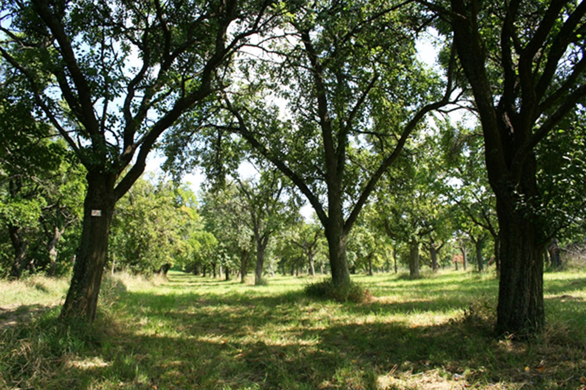 Streuobstwiesen in der Blüte
