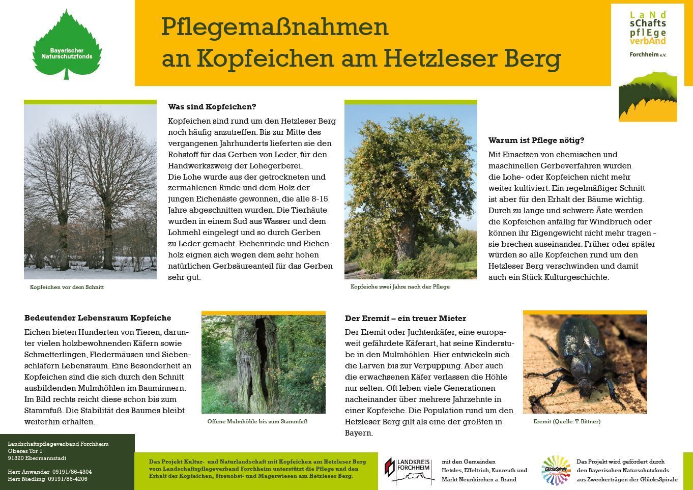 Pflegemassnahmen Kopfeichen am hetzleser Berg