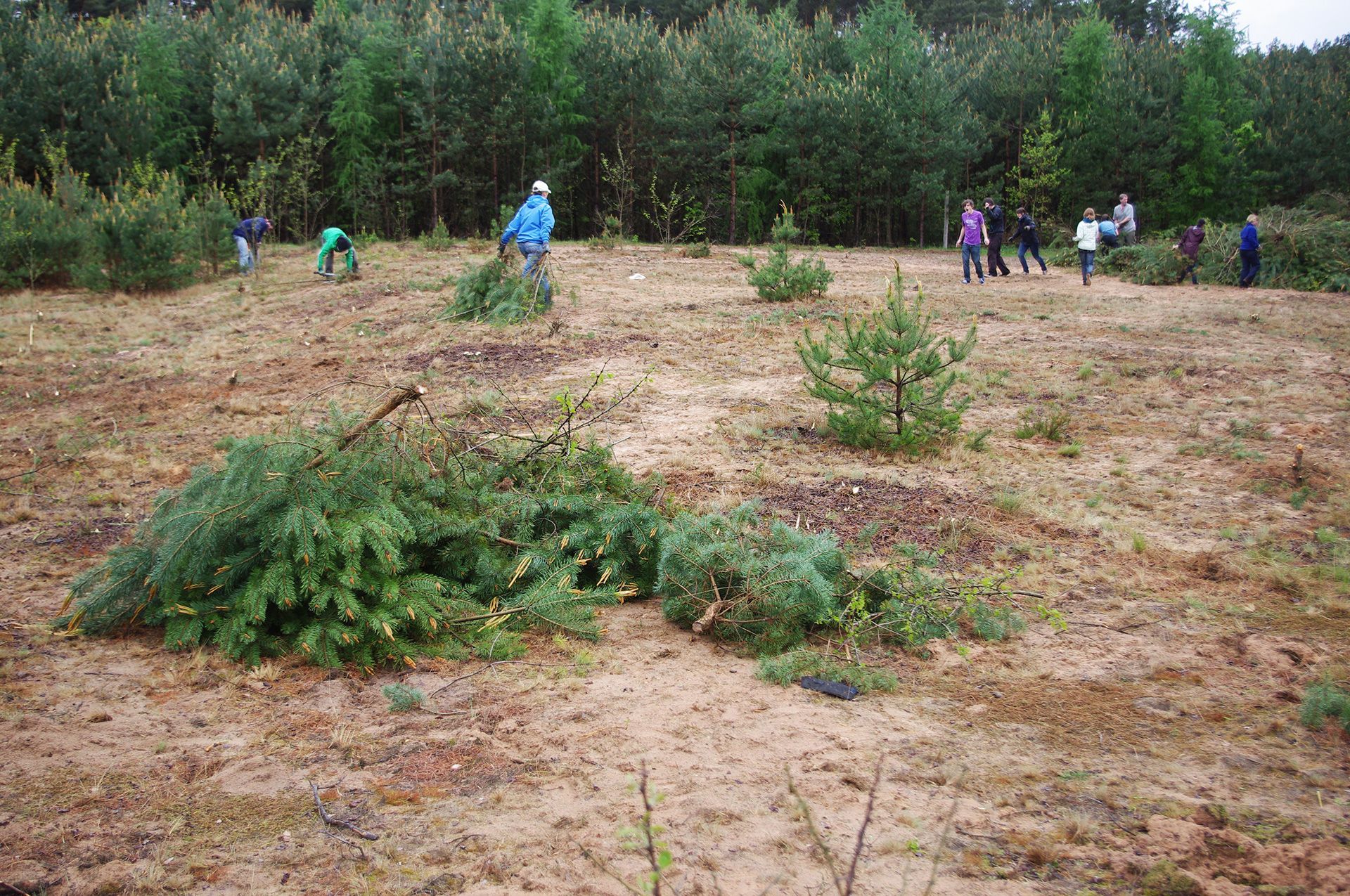 Sandlebensräume im Landkreis Forchheim