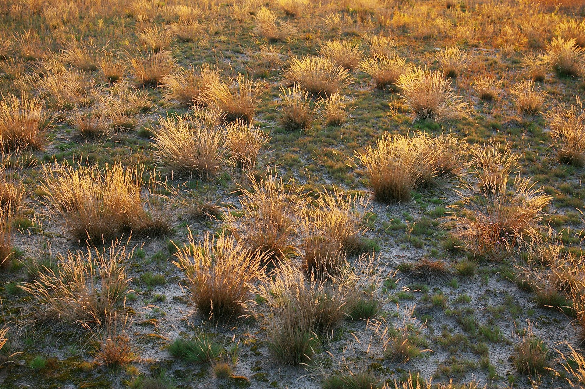 Sandmagerrasen im Landkreis Forchheim