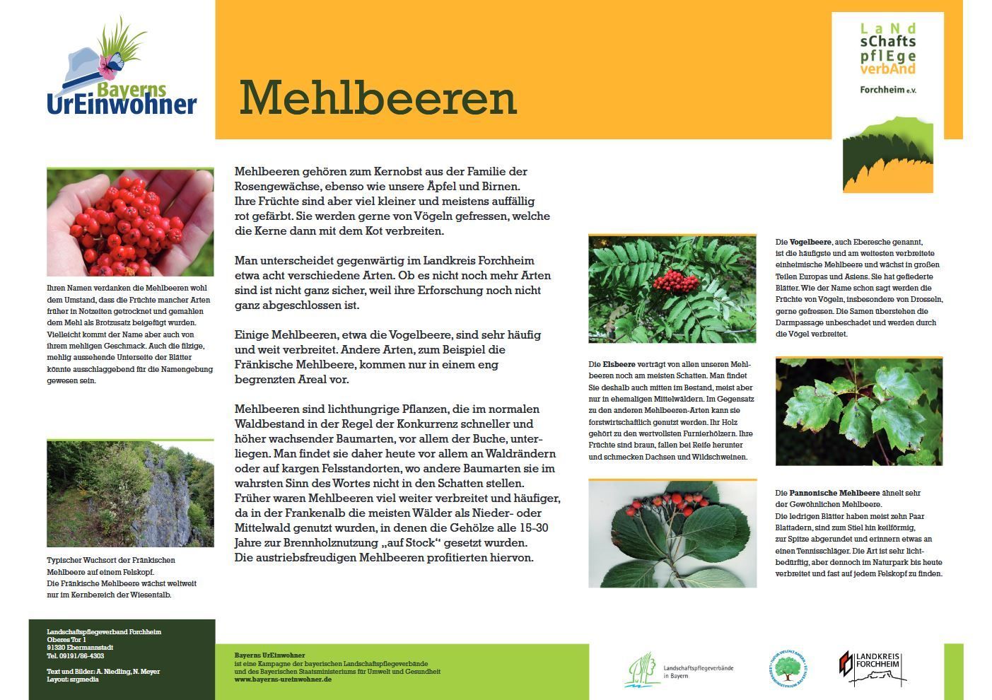 Schautafeln Mehlbeeren (2) im Landkreis Forchheim