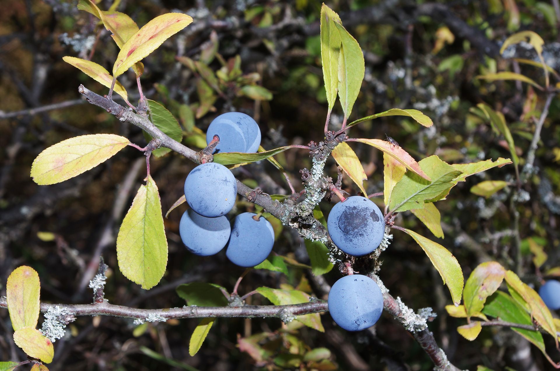 Schlehe im Landkreis Forchheim