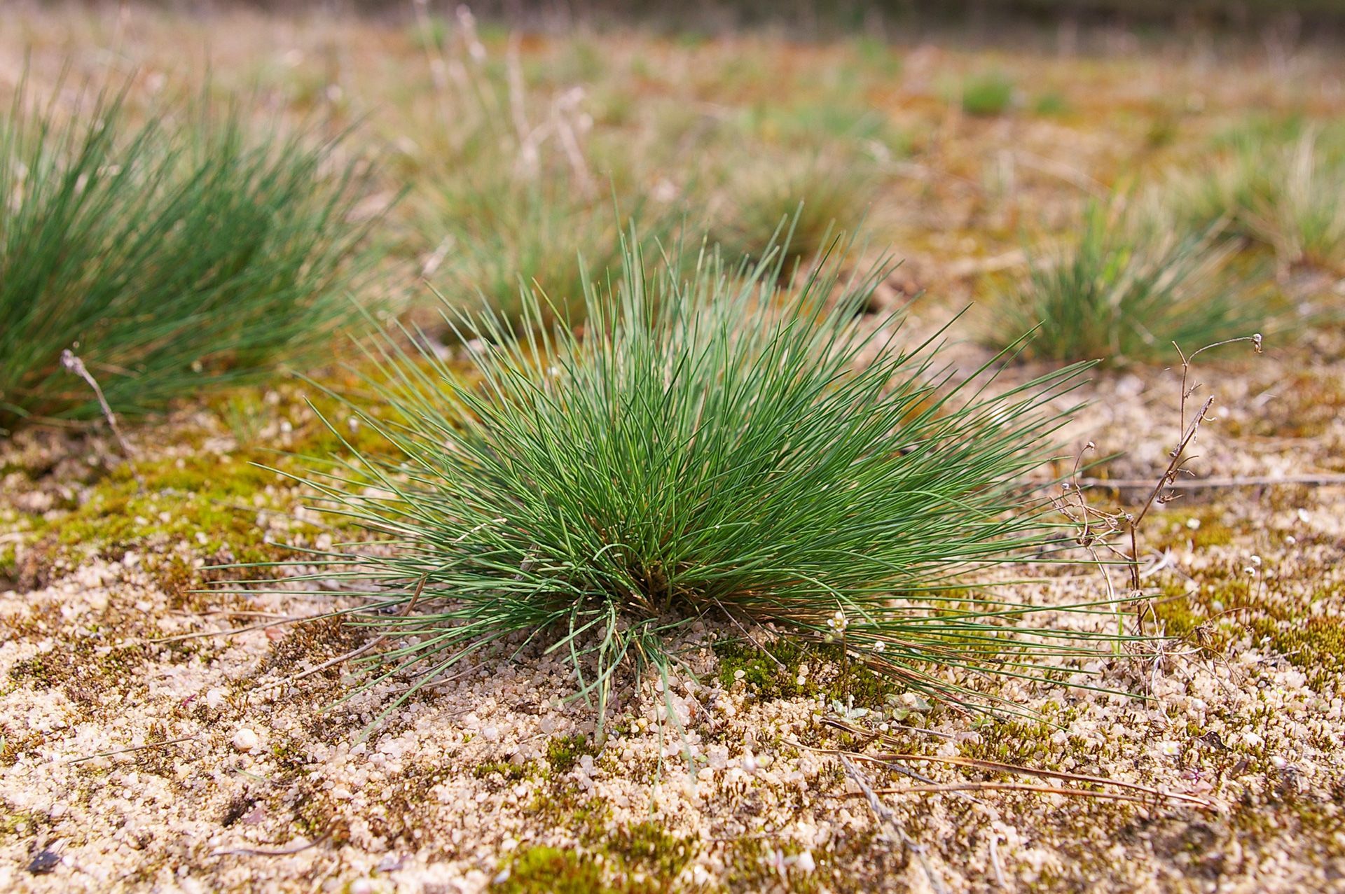 Silbergras in Sandlebensräume im Landkreis Forchheim