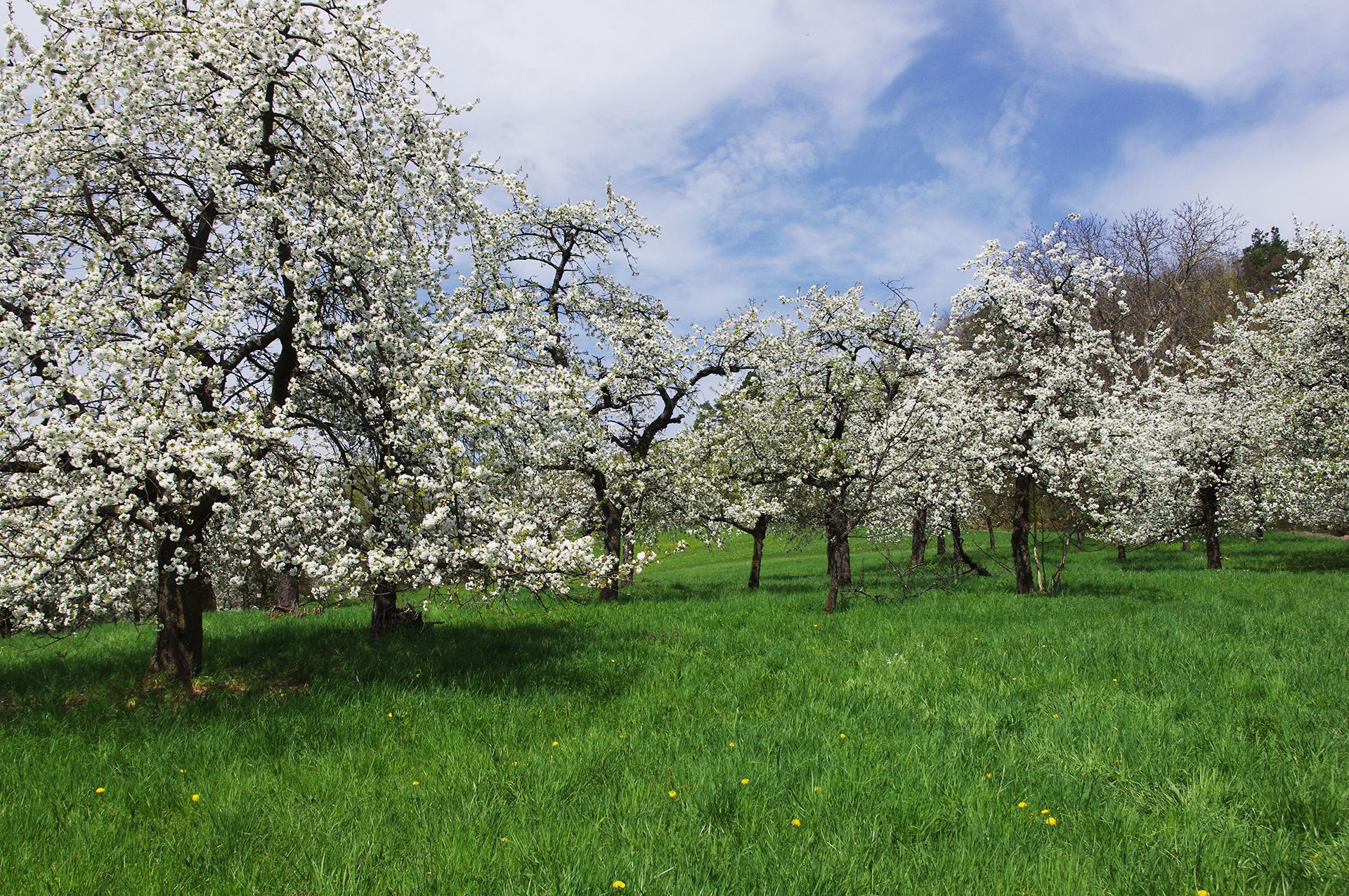 Streuobstwiesen in der Blüte im Landkreis Forchheim