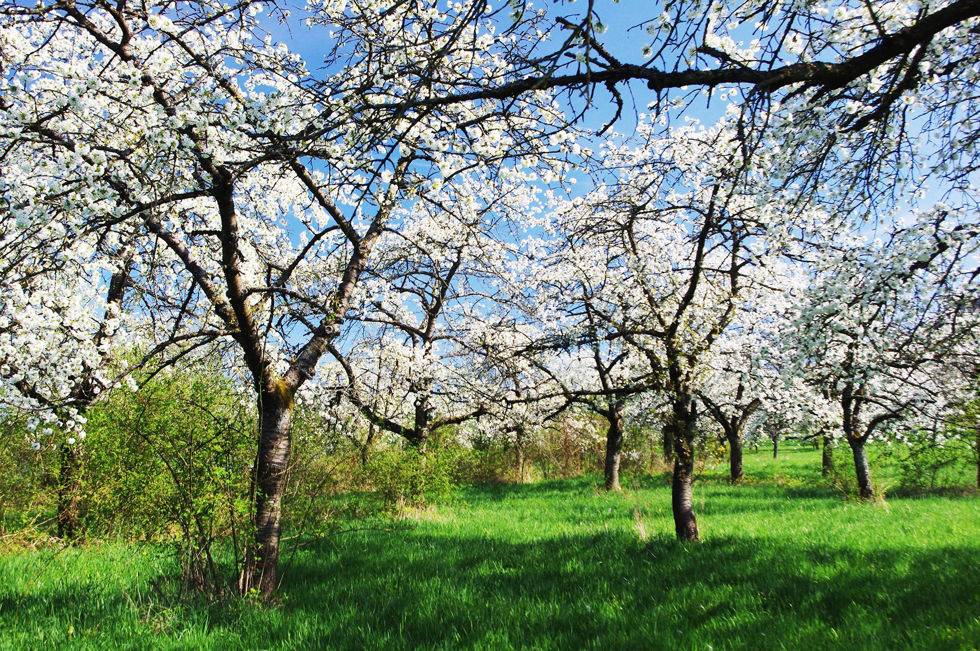 Streuobstwiese