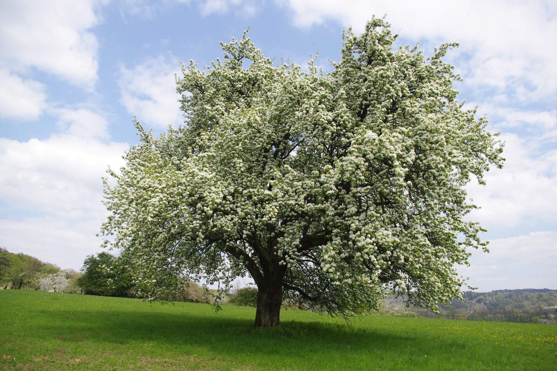 Streuobstwiesen in der Blüte