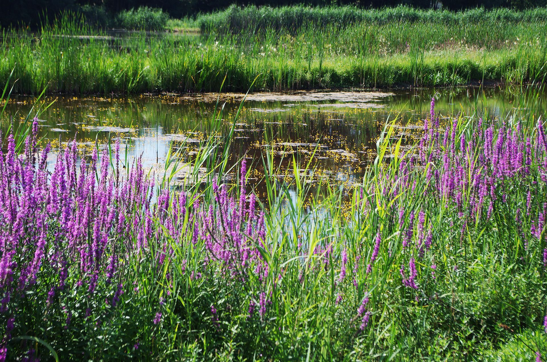 Tümpel und Hüllweiher im Landkreis Forchheim