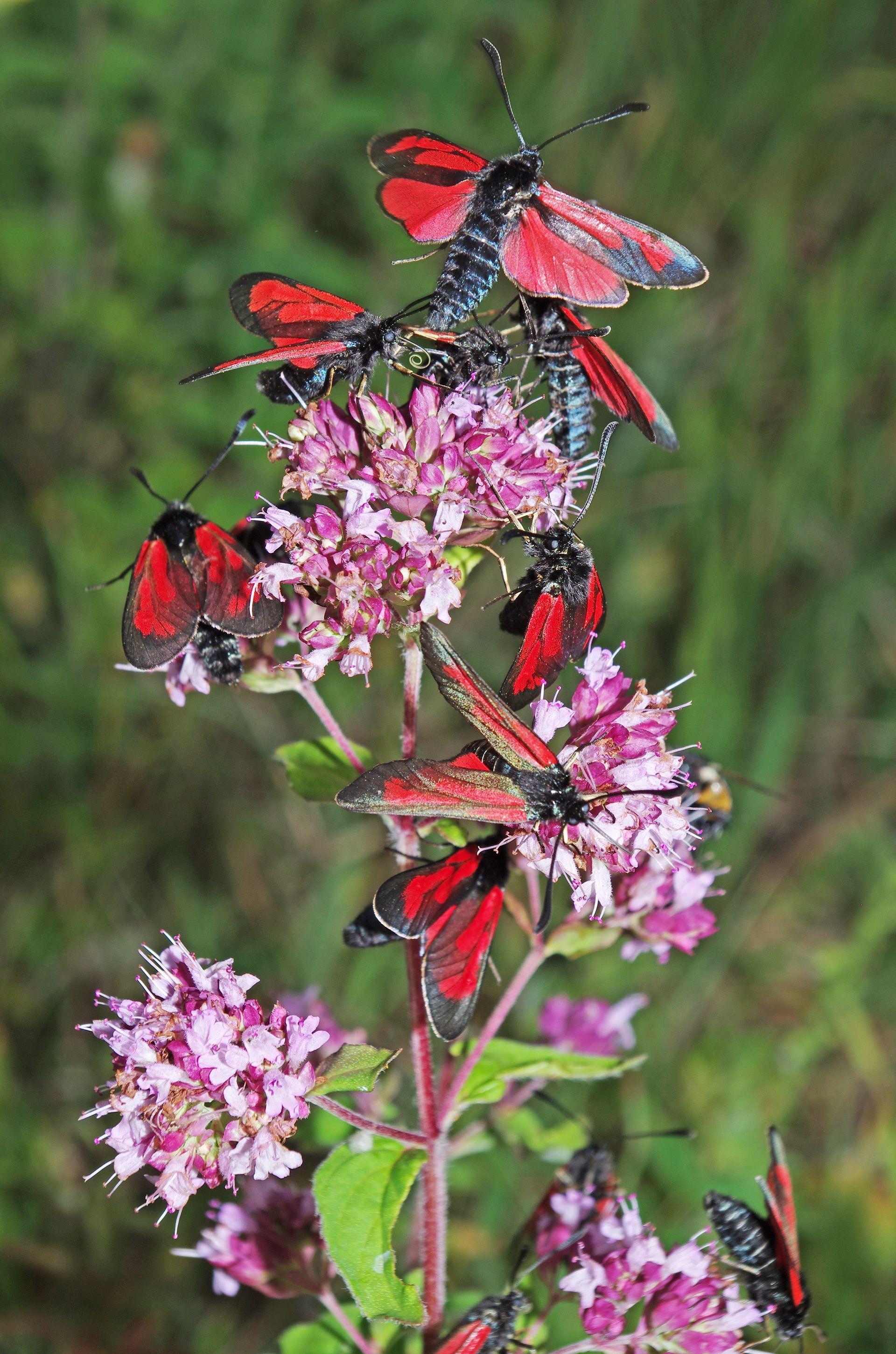 Thymian-Widderchen auf einer Magerwiese im Landkreis Forchheim