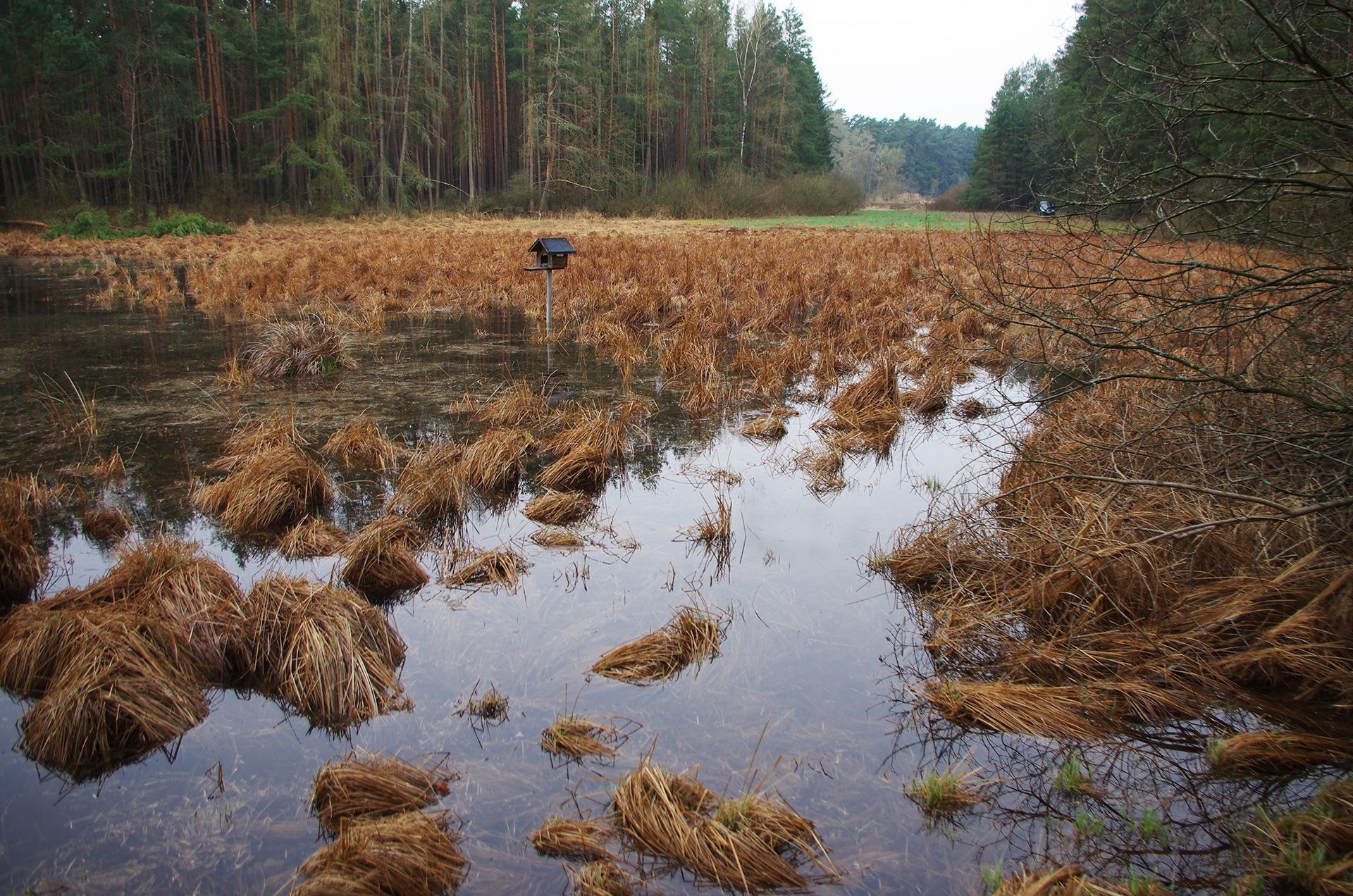 Tümbel und Hüllweiher im Landkreis Forchheim