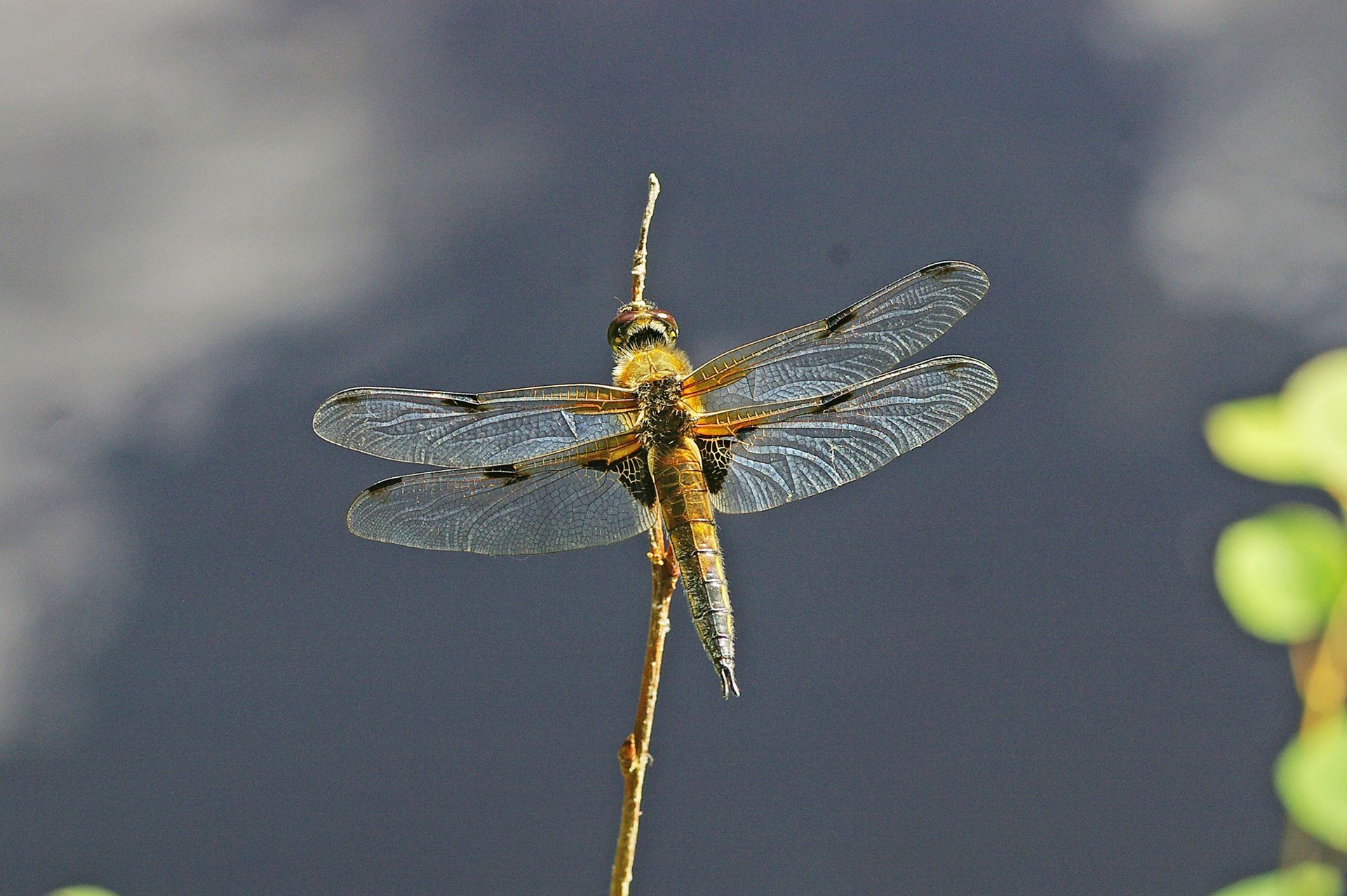 Vierfleck Lipelle im Tümpel und Hüllweiher im Landkreis Forchheim