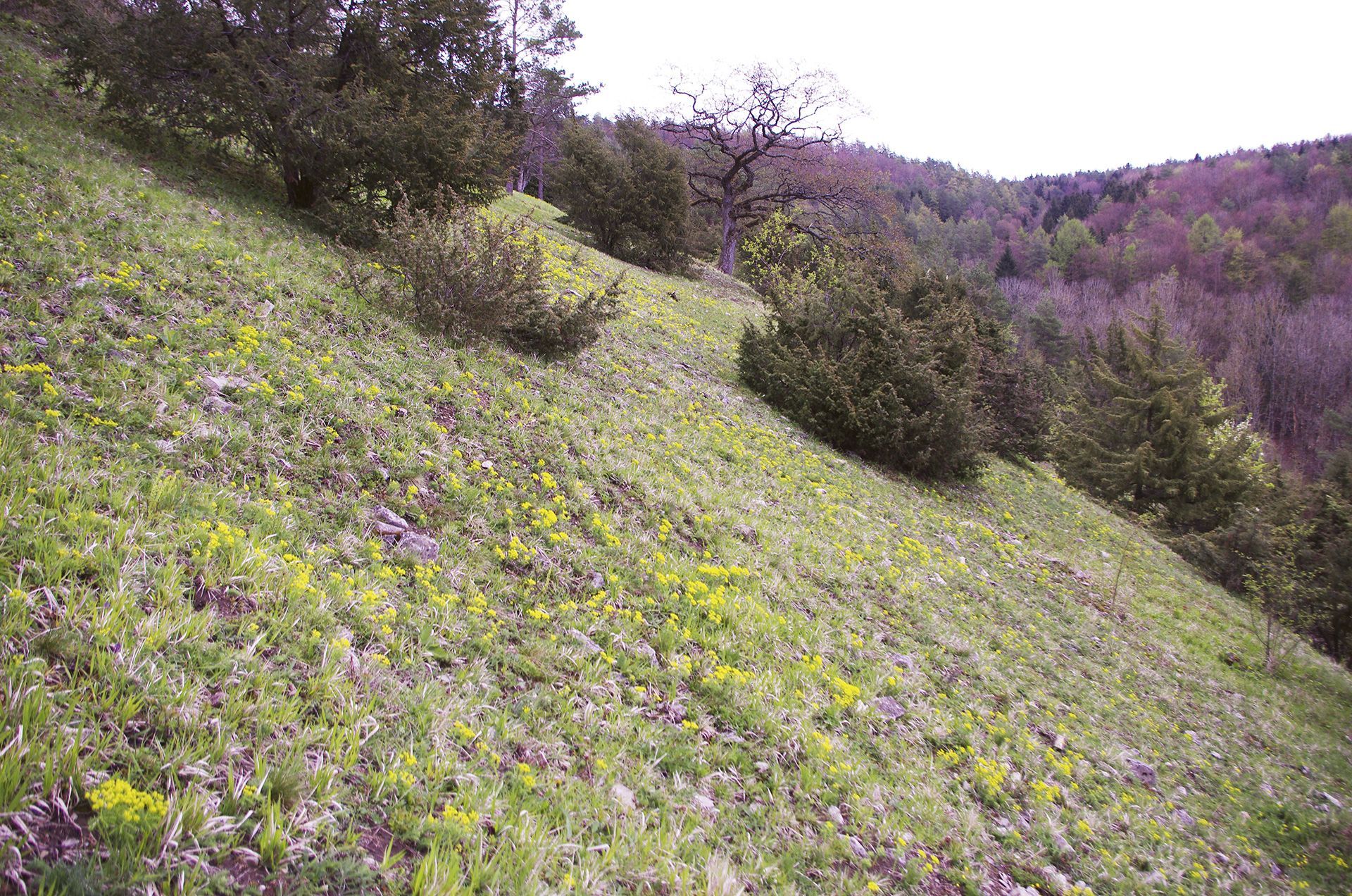 Kalkmagerrasen und Felsen am Walberla