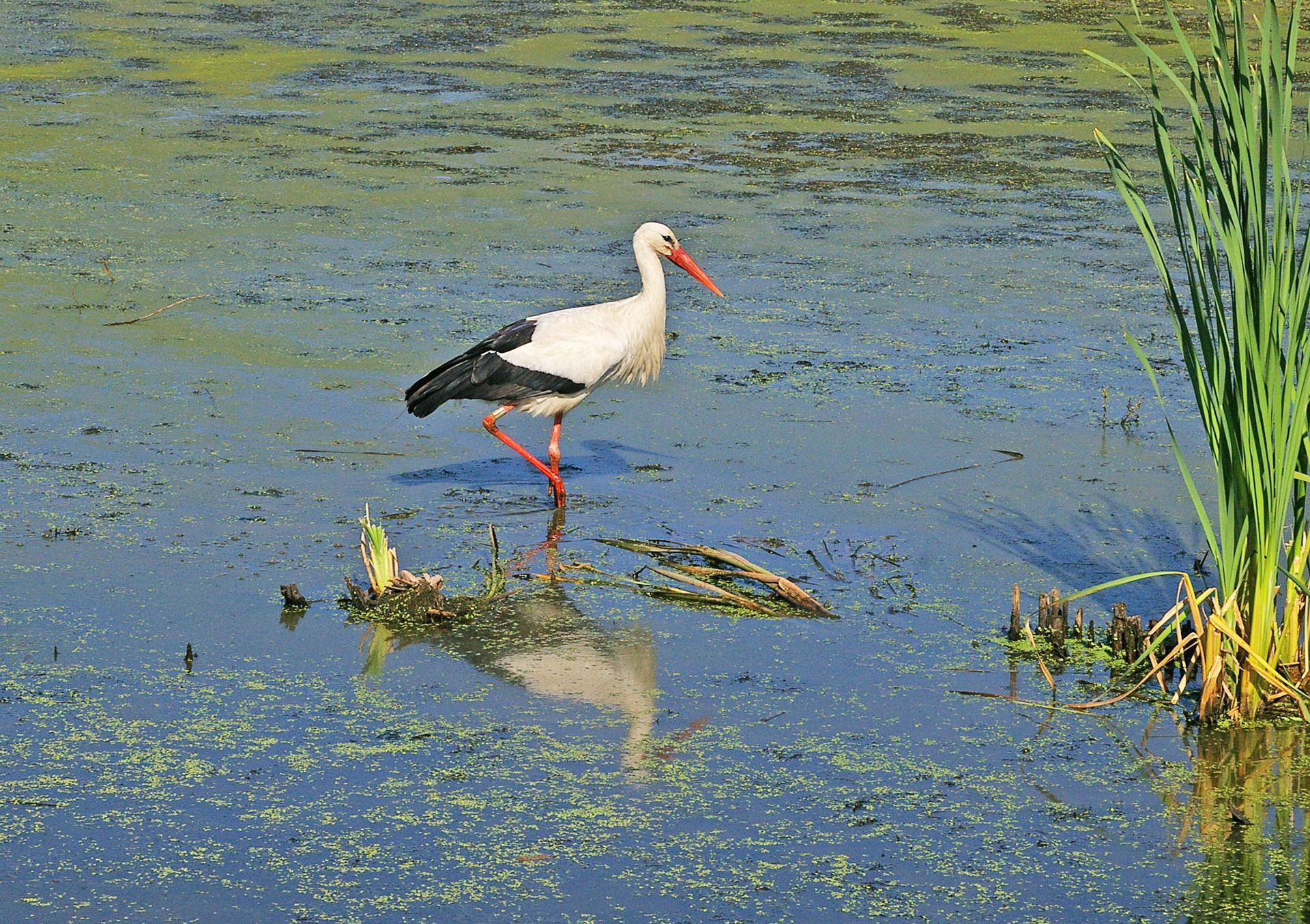 Weißstorch im Landkreis Forchheim