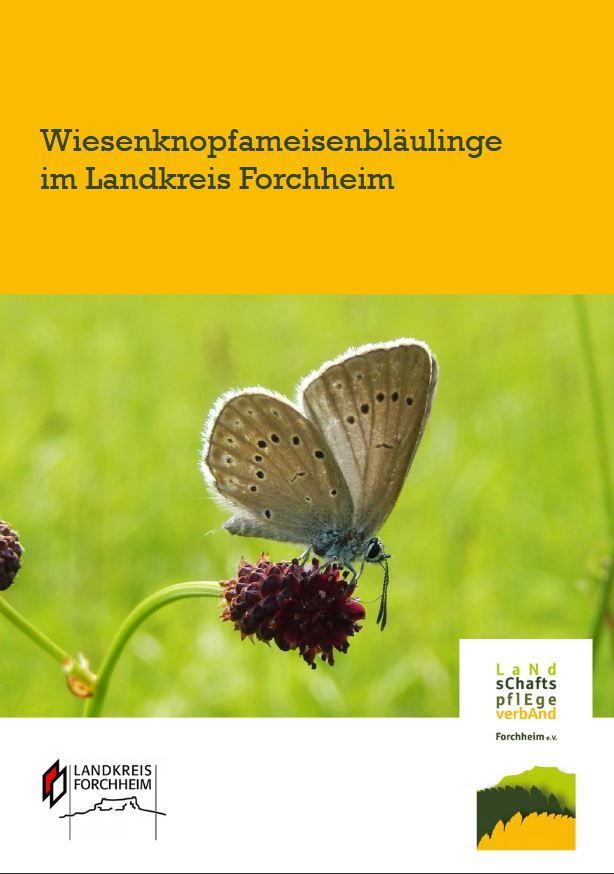 Wiesenknopfameisenbläulinge im Landkreis Forchheim