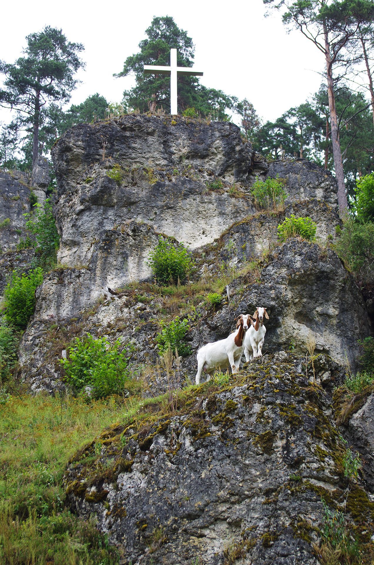 Kalkmagerrasen und Felsen