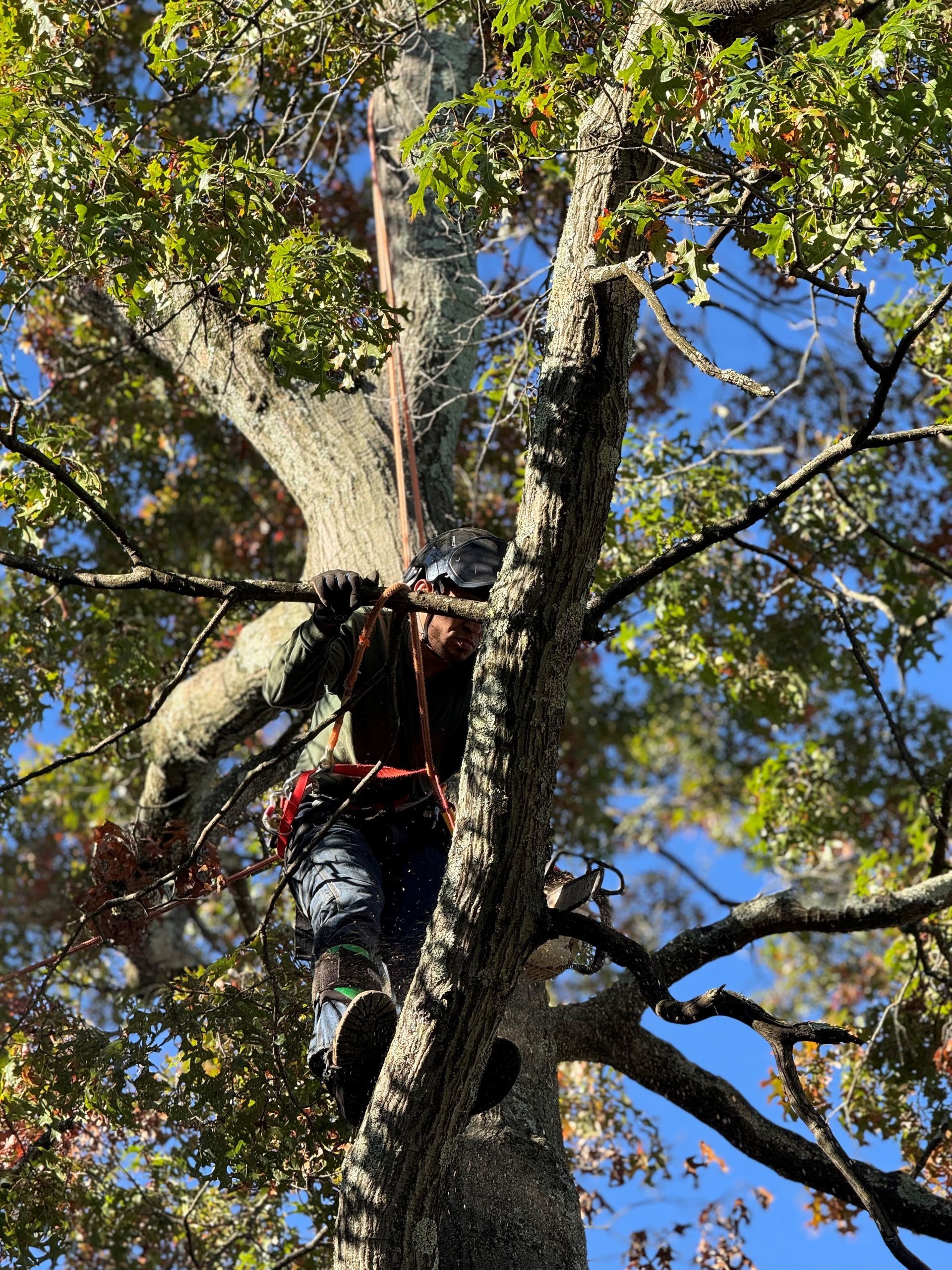 A person is cutting a tree branch with a pair of scissors