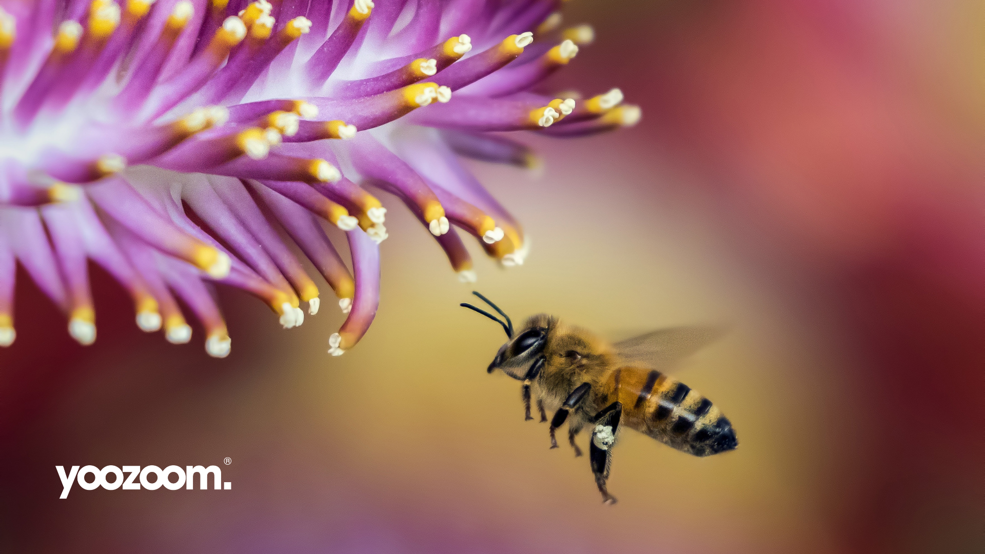 Unified communications: what can we learn from bees?