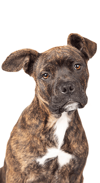 Staffordshire bull outlet terrier merchandise