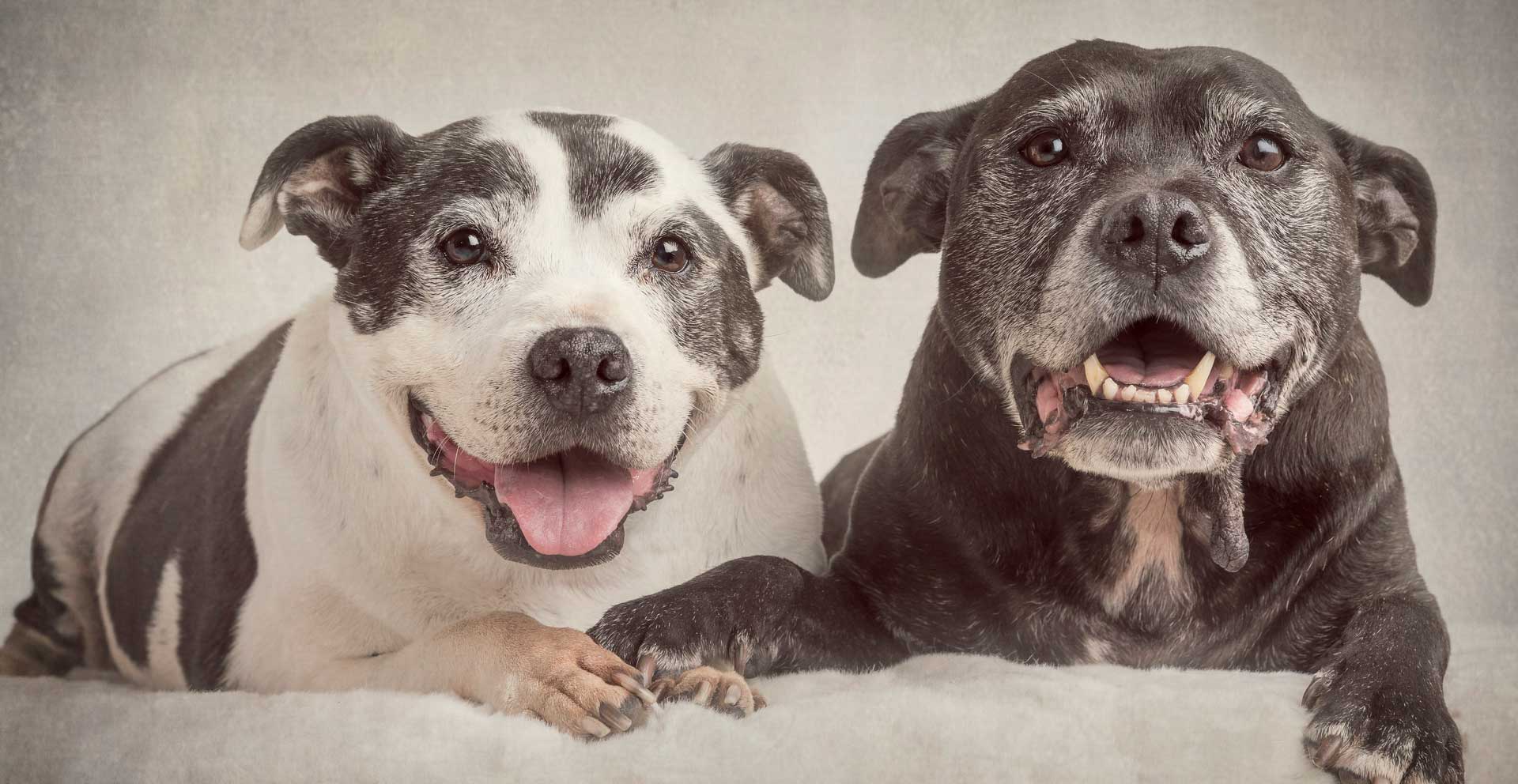 Max and Jenny - rescue staffies