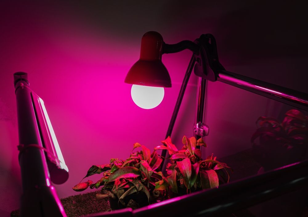 A lamp is shining pink light on a plant.