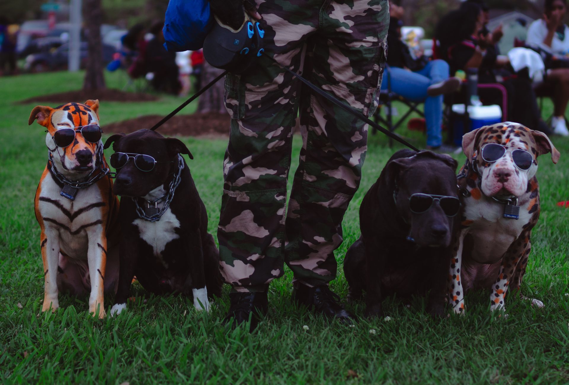 Four dogs on leashes beside a person in camouflage pants on grass, with a blurred outdoor crowd behind them