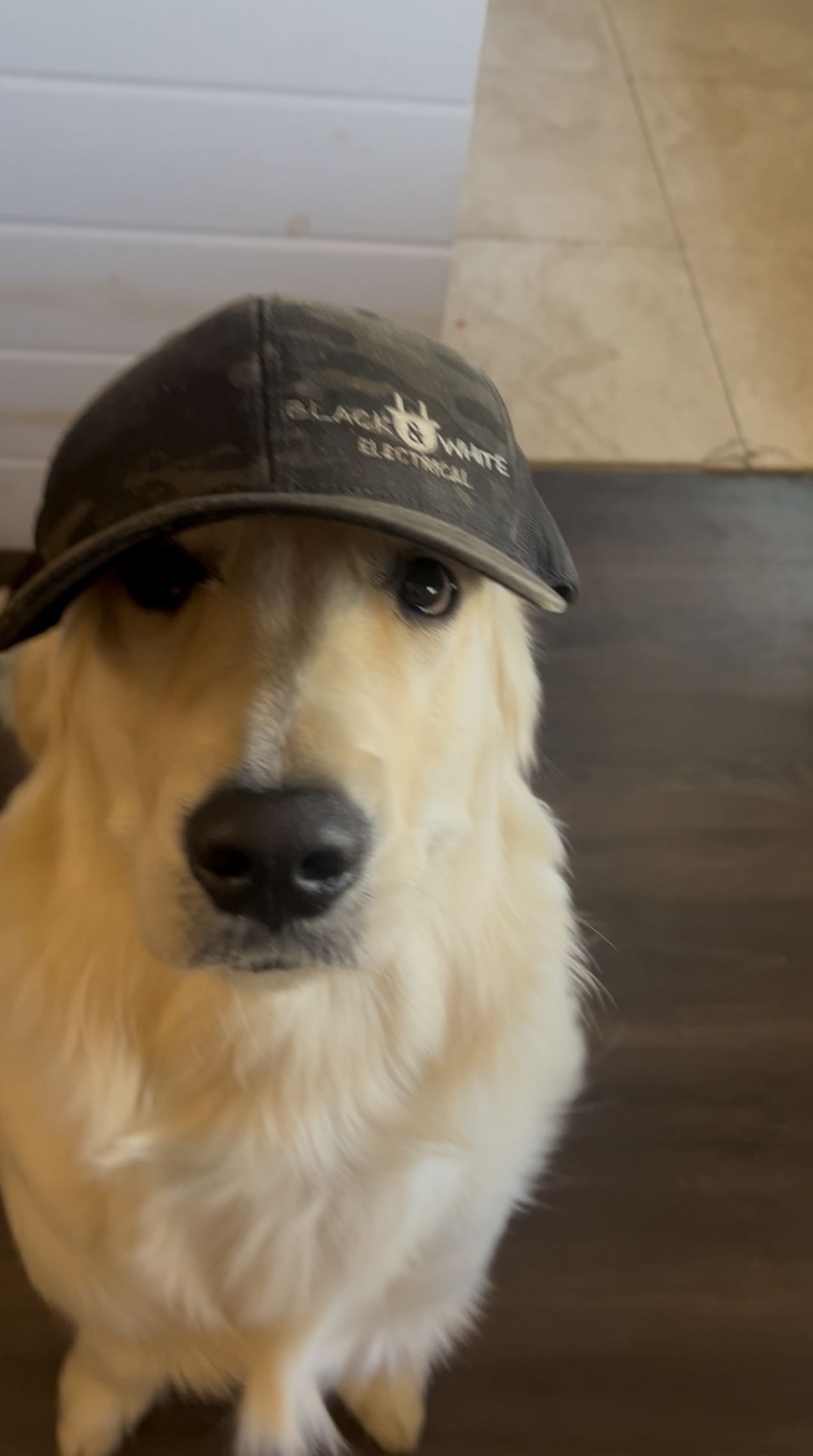 Golden retriever wearing a worn baseball cap, looking at the camera.