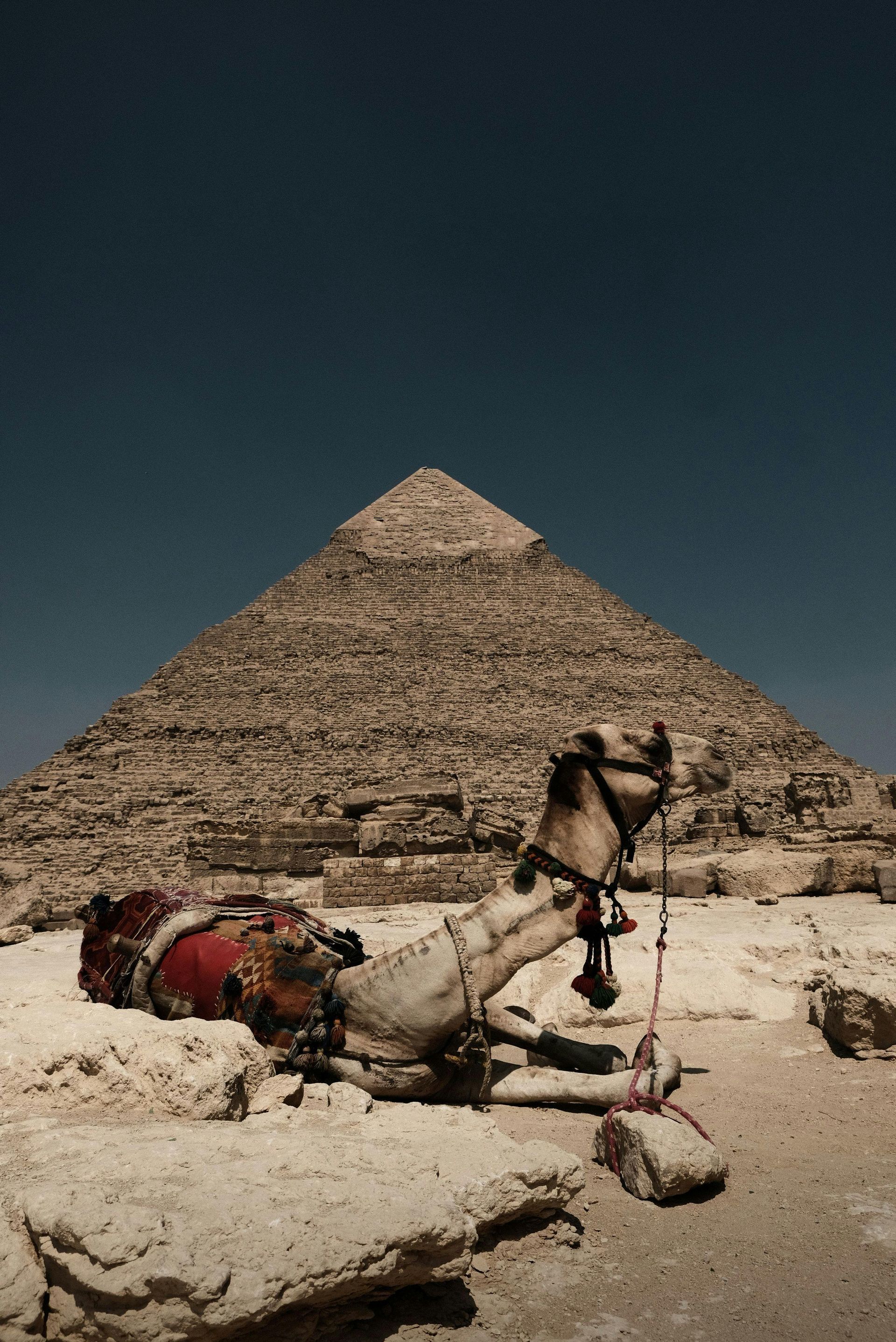 Camel resting near the Great Pyramid of Giza under a blue sky.